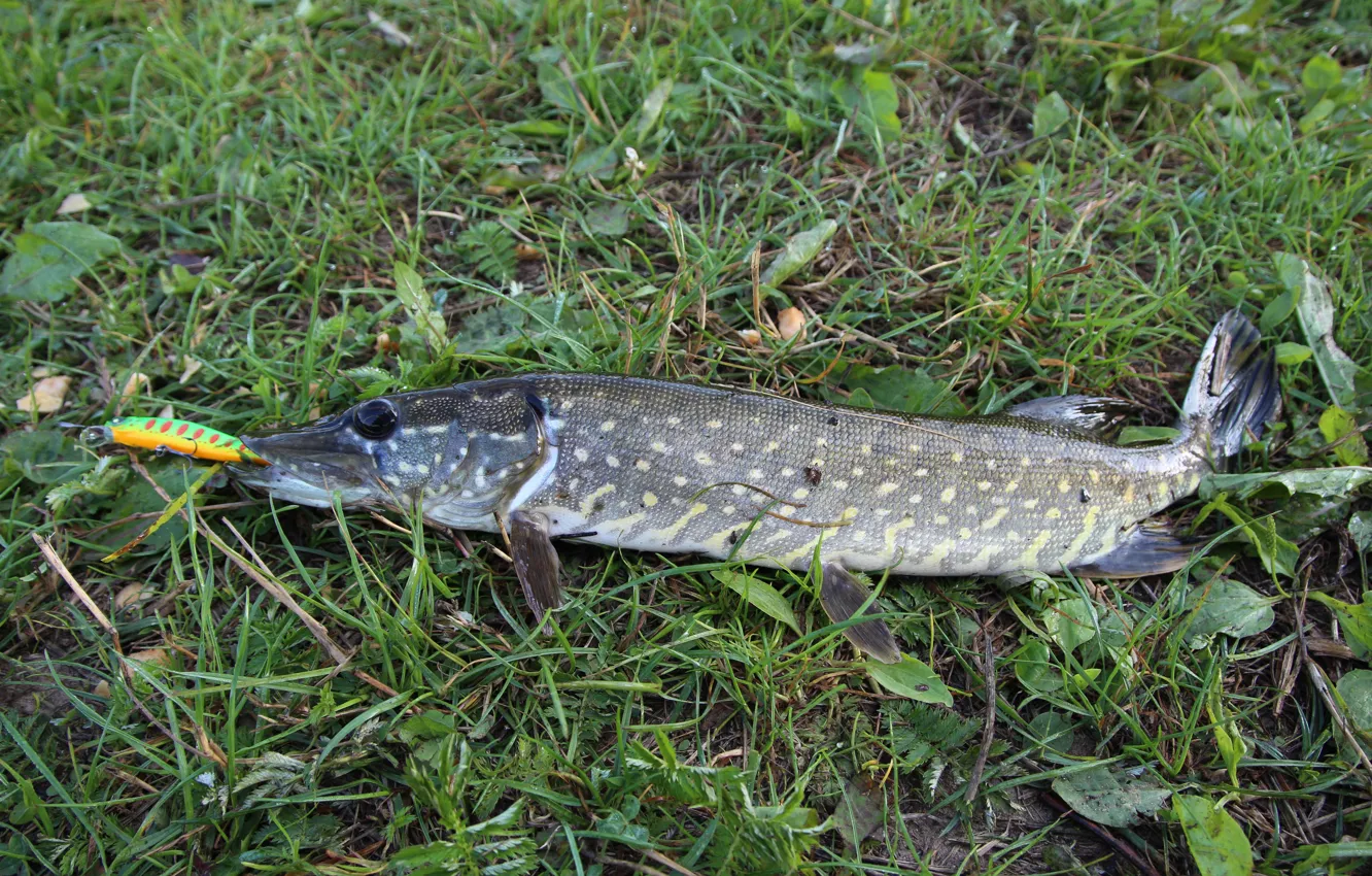Photo wallpaper grass, macro, Wobbler, Belarus, pike, my photo