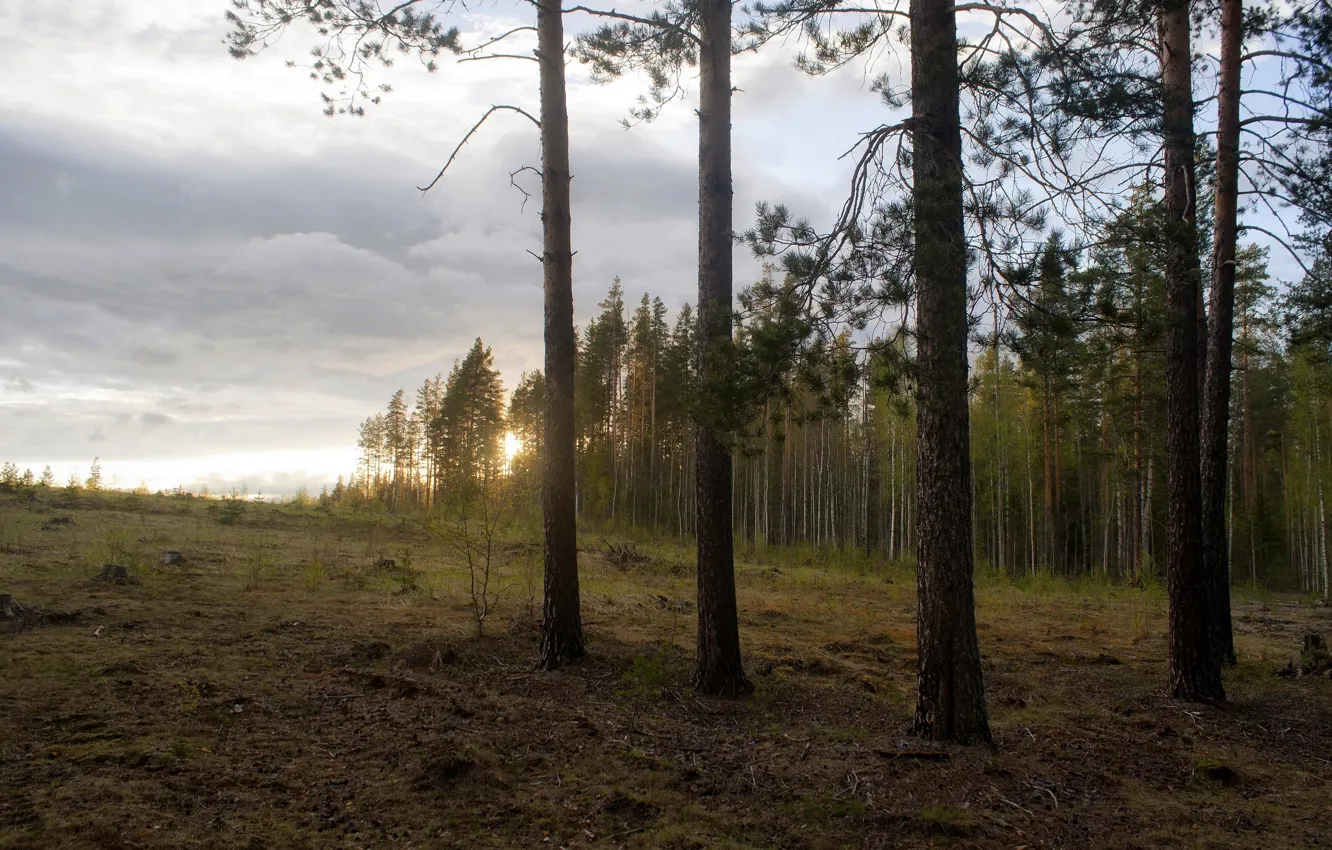 Photo wallpaper forest, landscape, sunset, nature