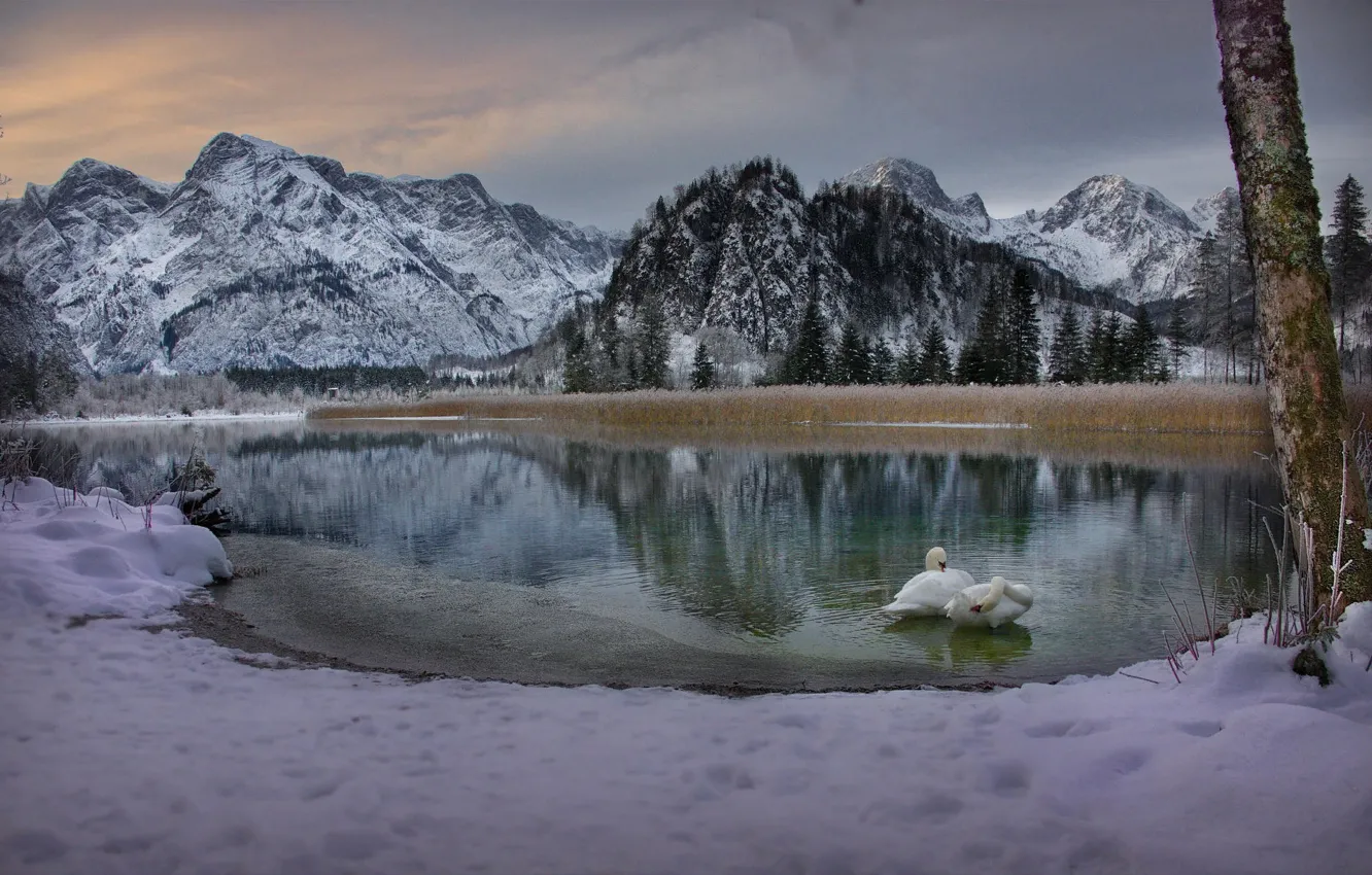 Photo wallpaper winter, snow, landscape, mountains, birds, nature, lake, morning