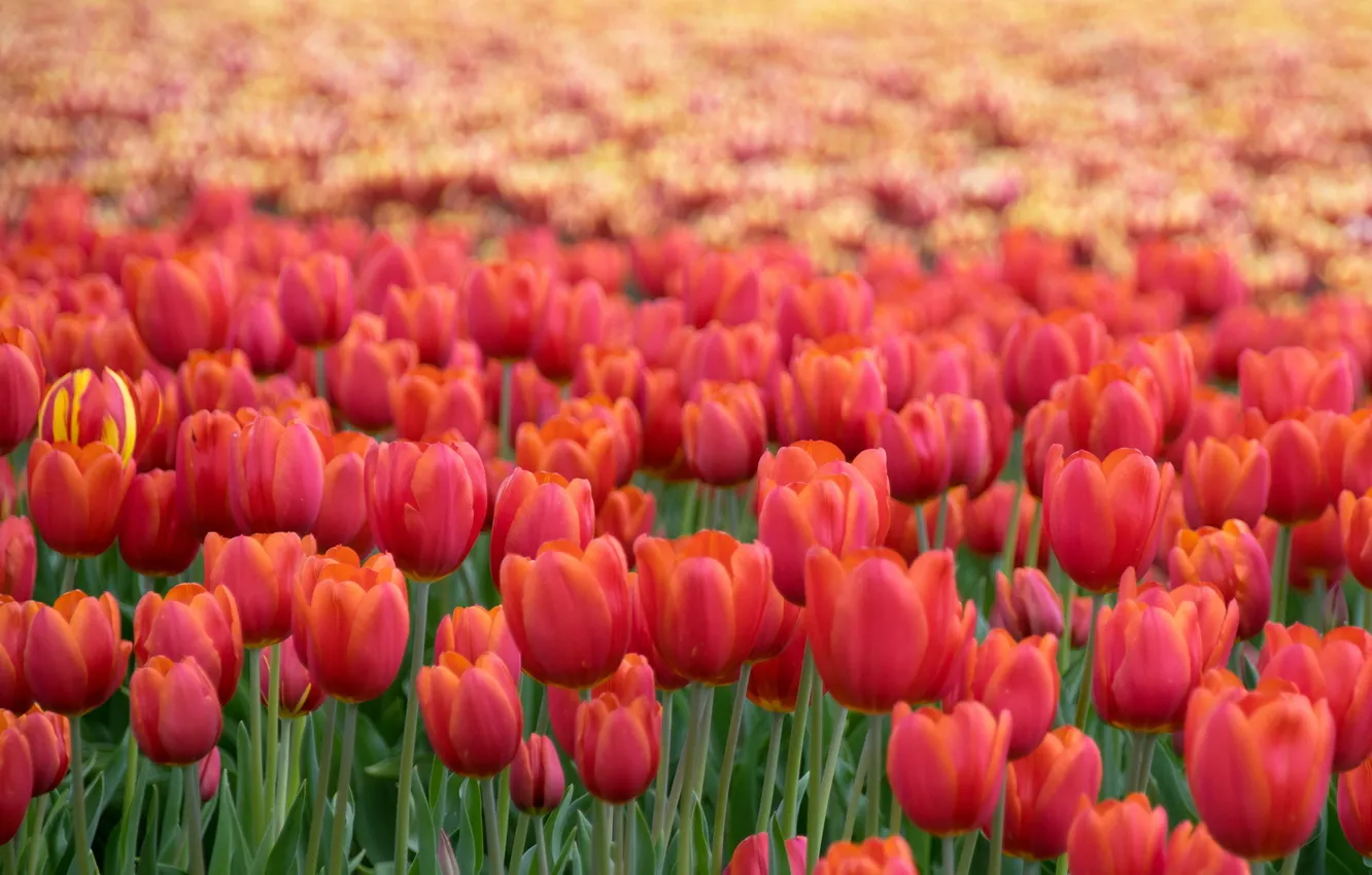 Photo wallpaper flowers, spring, tulips