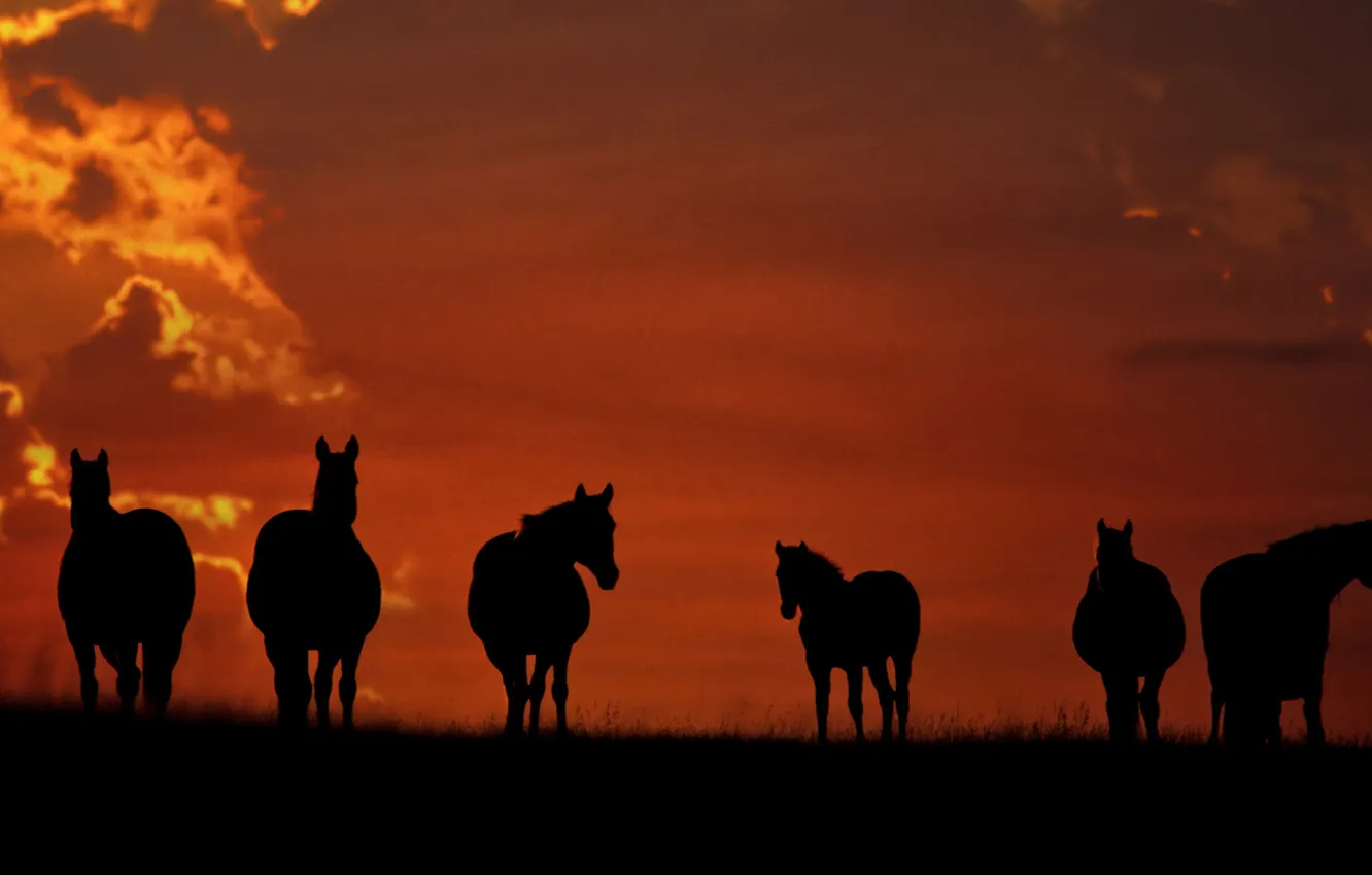 Photo wallpaper sunset, horse, horse, on the floor, is, are, grazing