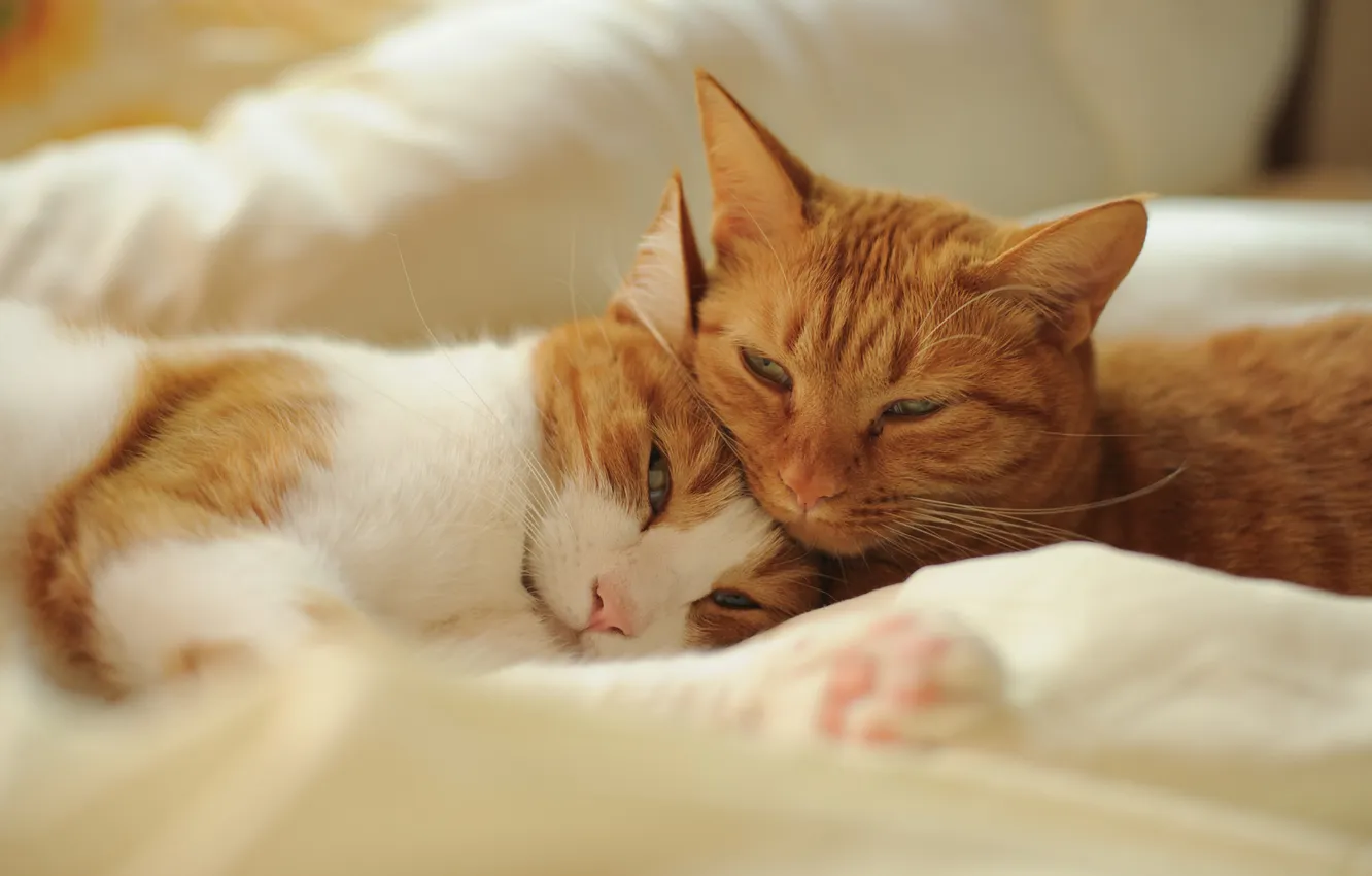 Photo wallpaper cat, cat, stay, bed