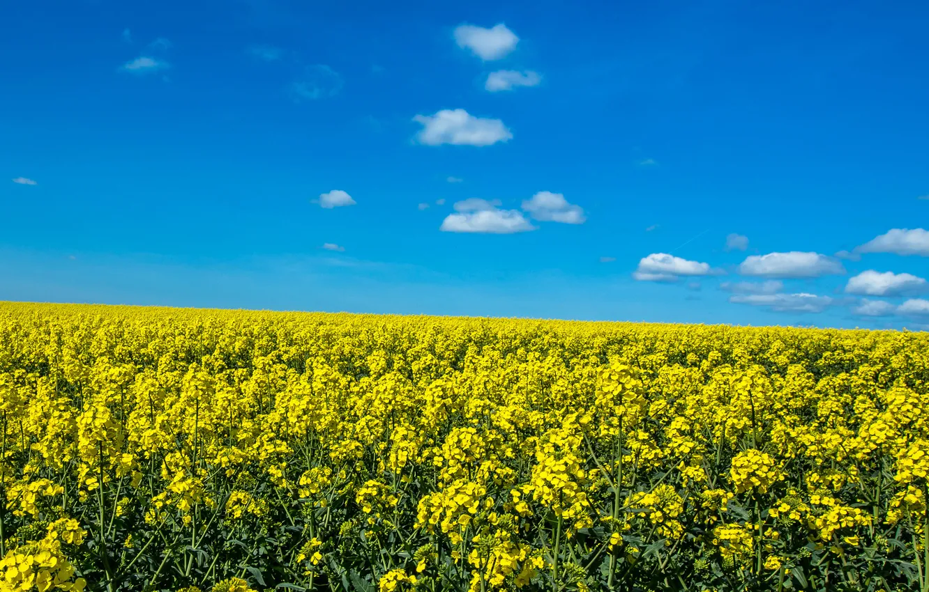 Photo wallpaper field, the sky, clouds, flowers, rape