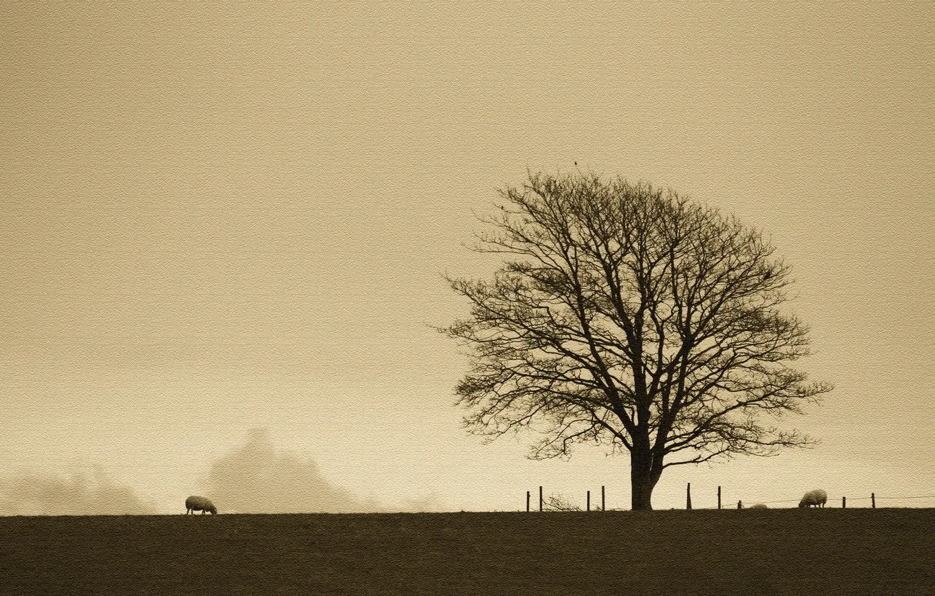 Photo wallpaper field, tree, sheep