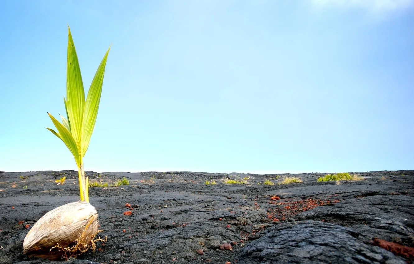 Photo wallpaper the sky, earth, Rostock, seeds, horizon, breed
