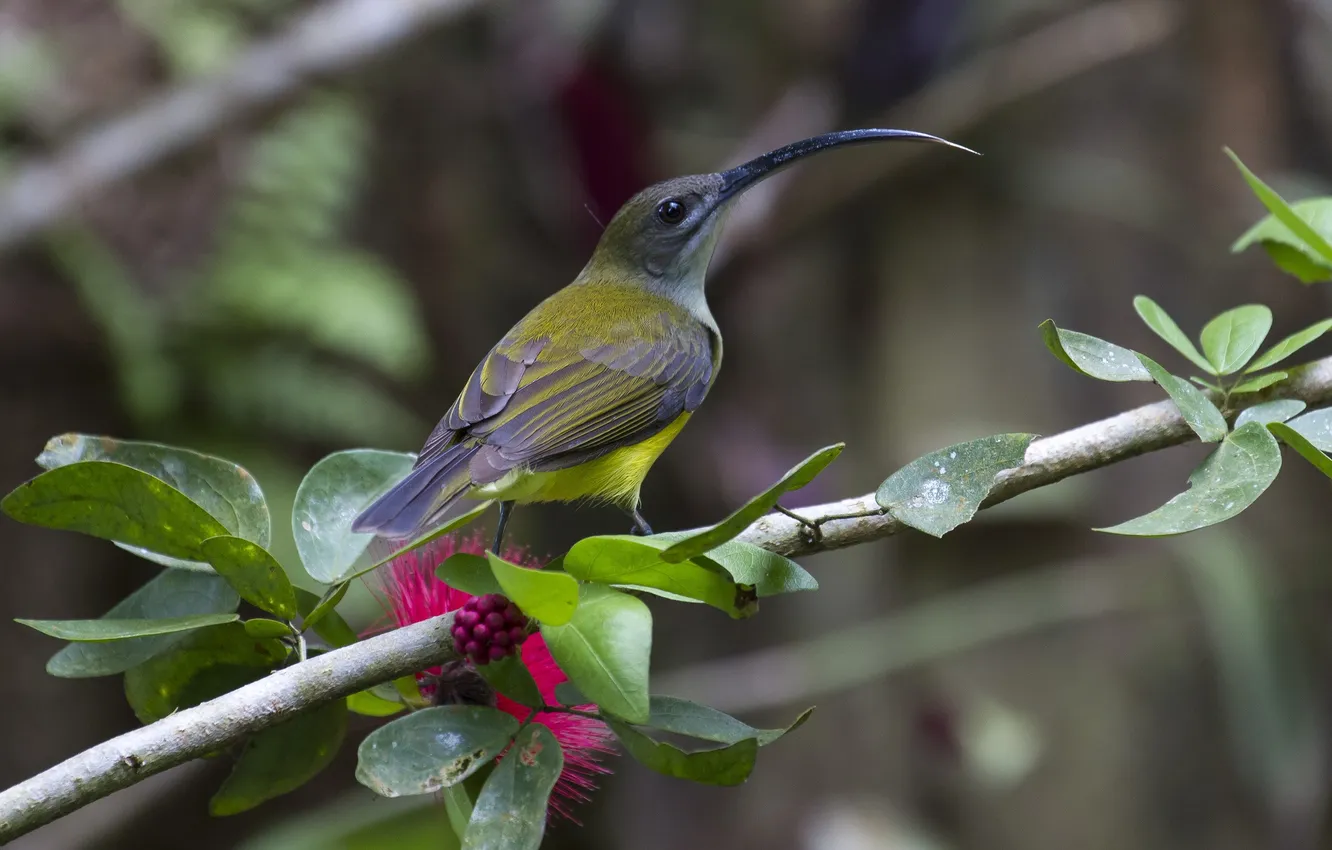 Photo wallpaper leaves, flowers, branches, bird, beak