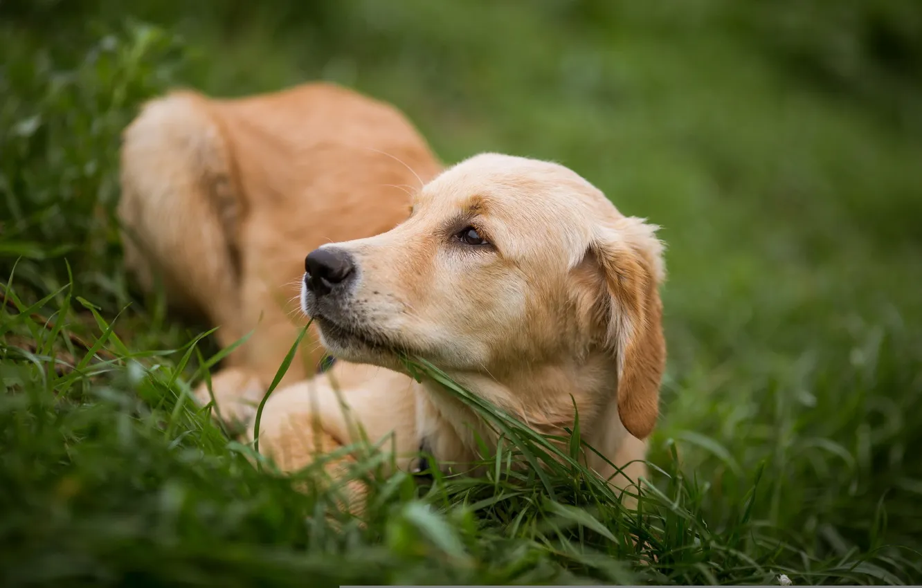 Photo wallpaper look, each, dog