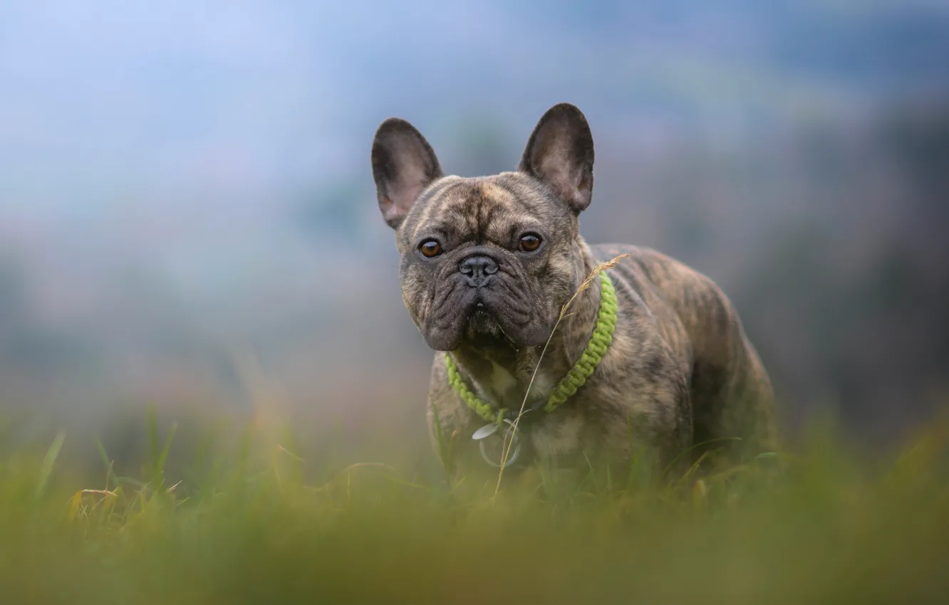 Photo wallpaper grass, dog, bokeh, French bulldog