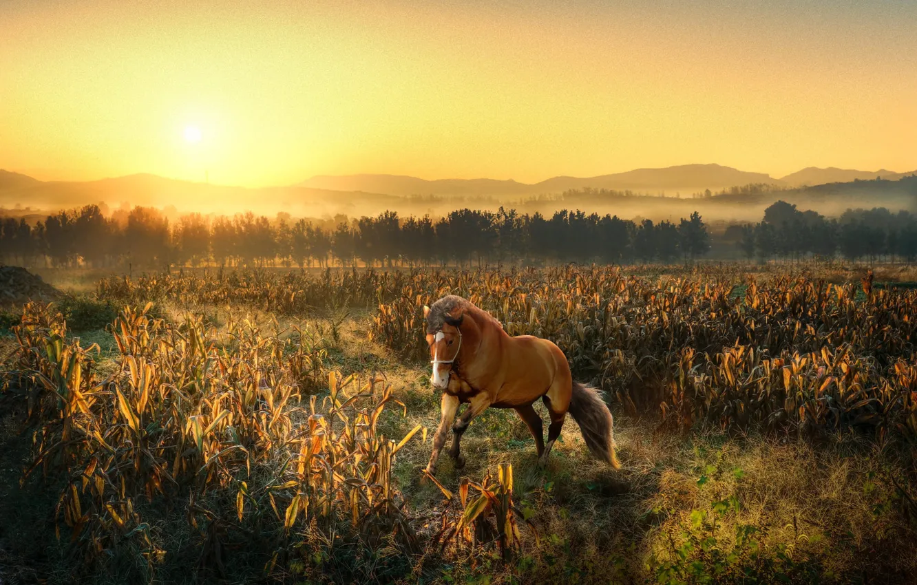 Photo wallpaper field, the sun, light, trees, horse, dawn, hills, horse