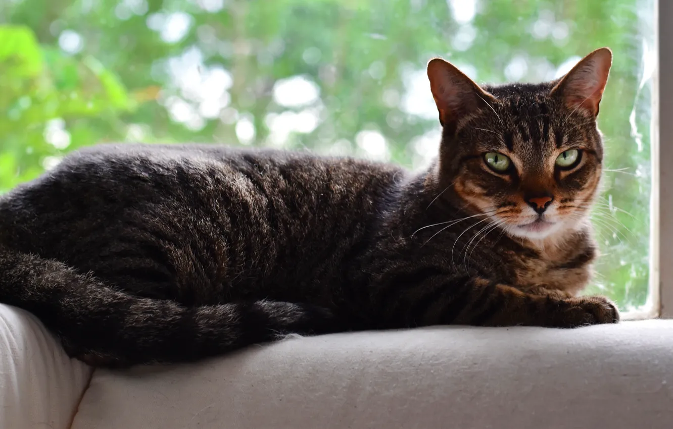 Photo wallpaper cat, cat, look, glass, face, pose, comfort, grey