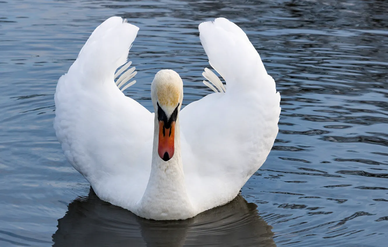 Photo wallpaper pond, bird, wings, Swan