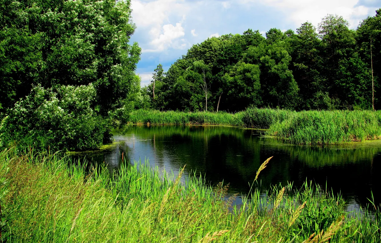 Photo wallpaper forest, summer, lake, Wallpaper, reed