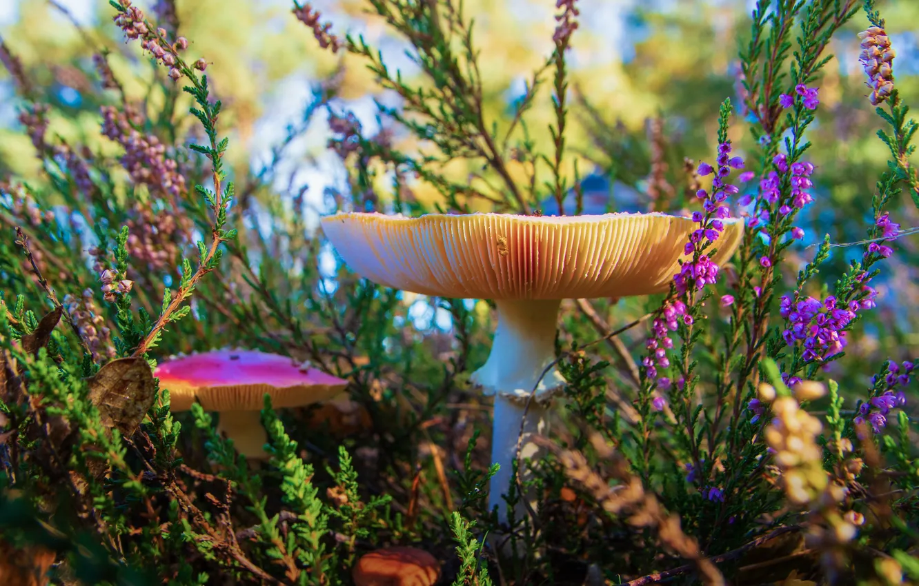 Photo wallpaper autumn, mushrooms, mushroom