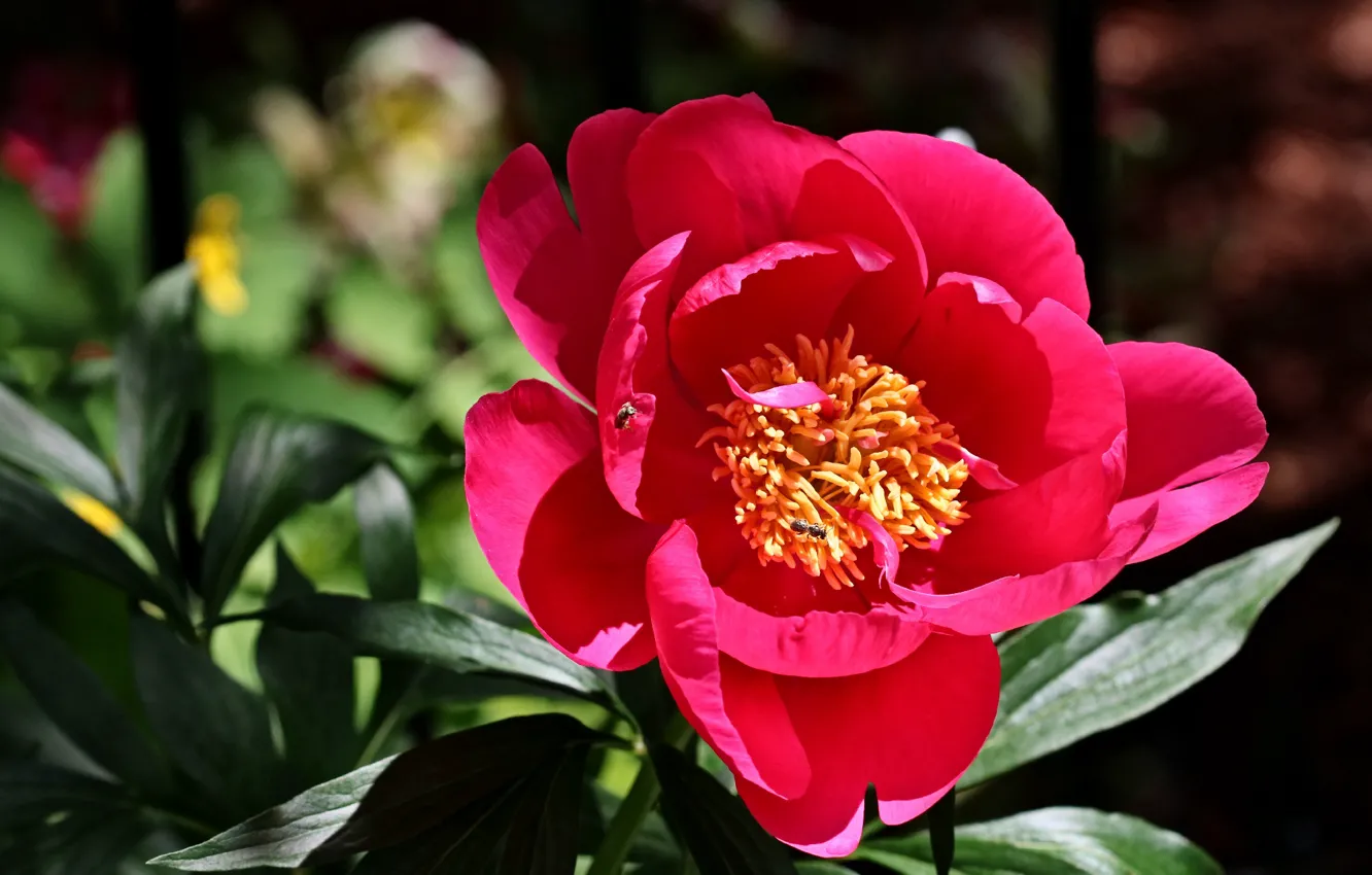Photo wallpaper macro, petals, peonies