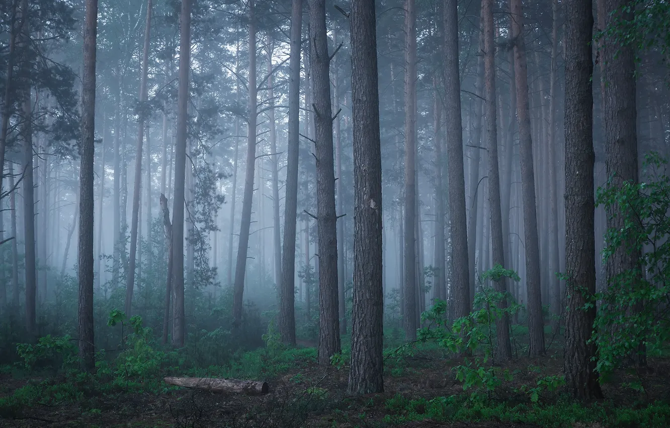 Photo wallpaper forest, trees, nature, fog, morning