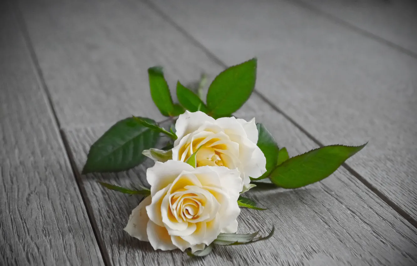 Photo wallpaper flowers, roses, wooden background