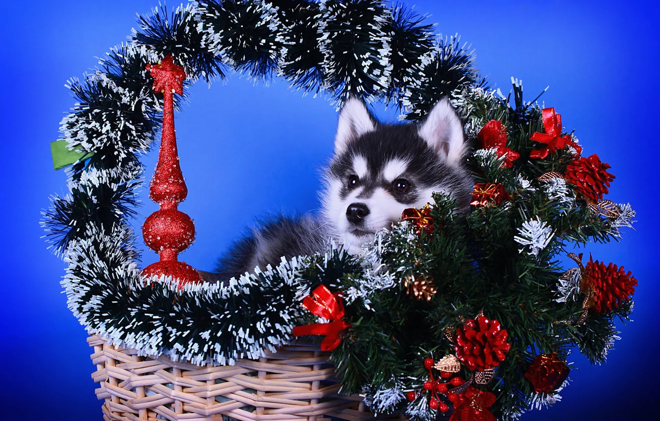 Photo wallpaper look, branches, pose, grey, star, dog, baby, Christmas