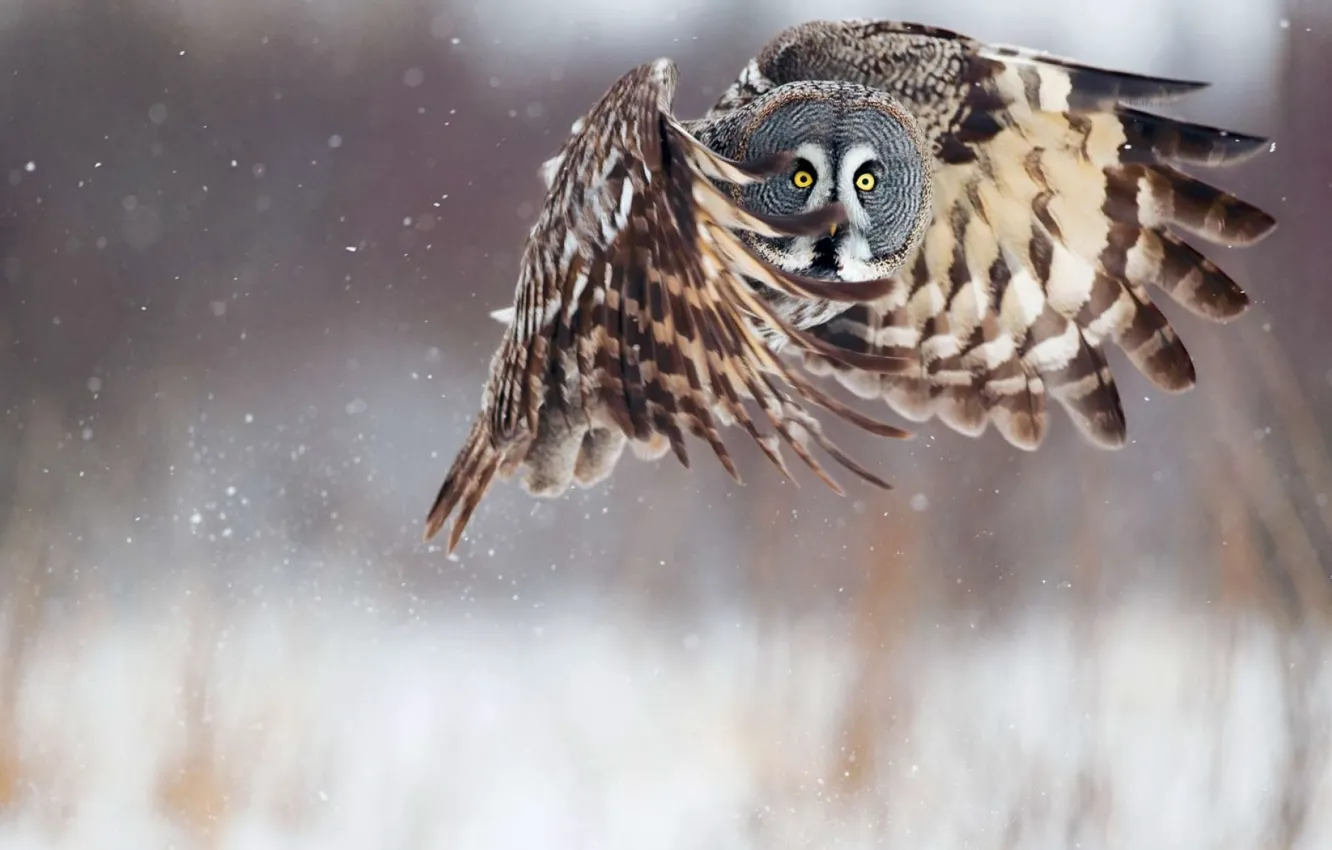 Photo wallpaper winter, snow, flight, owl, wings