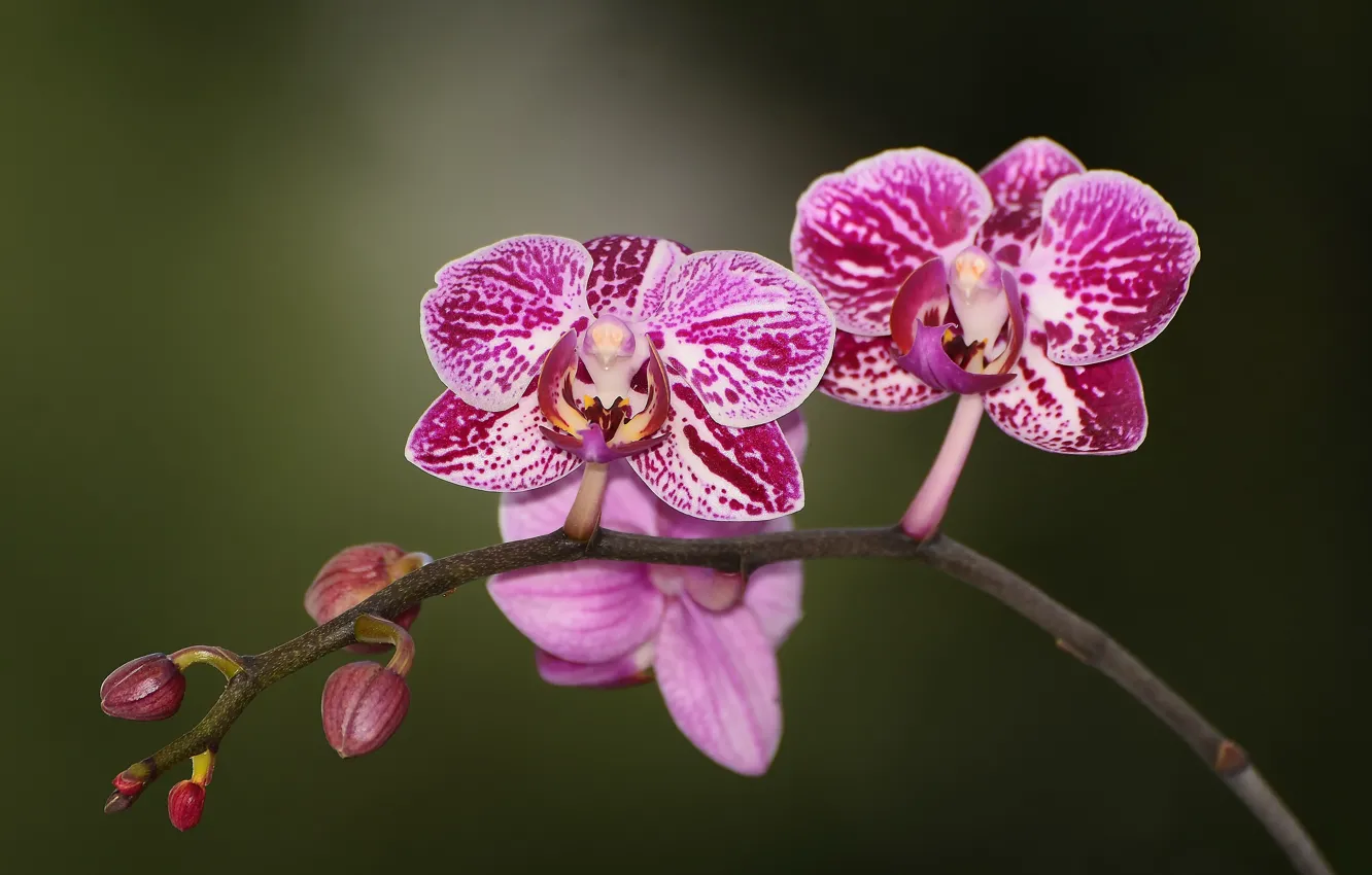 Photo wallpaper flowers, nature nature photos, purple Orchid
