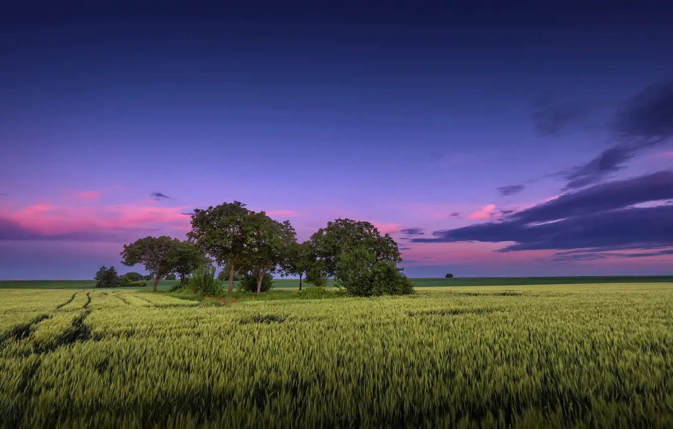 Photo wallpaper field, nature, the evening