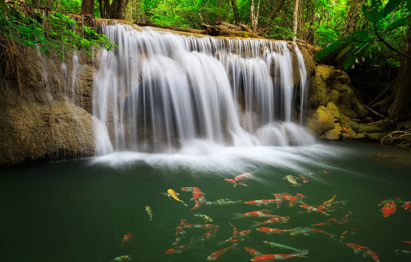 Photo wallpaper greens, water, waterfall, fish, carp
