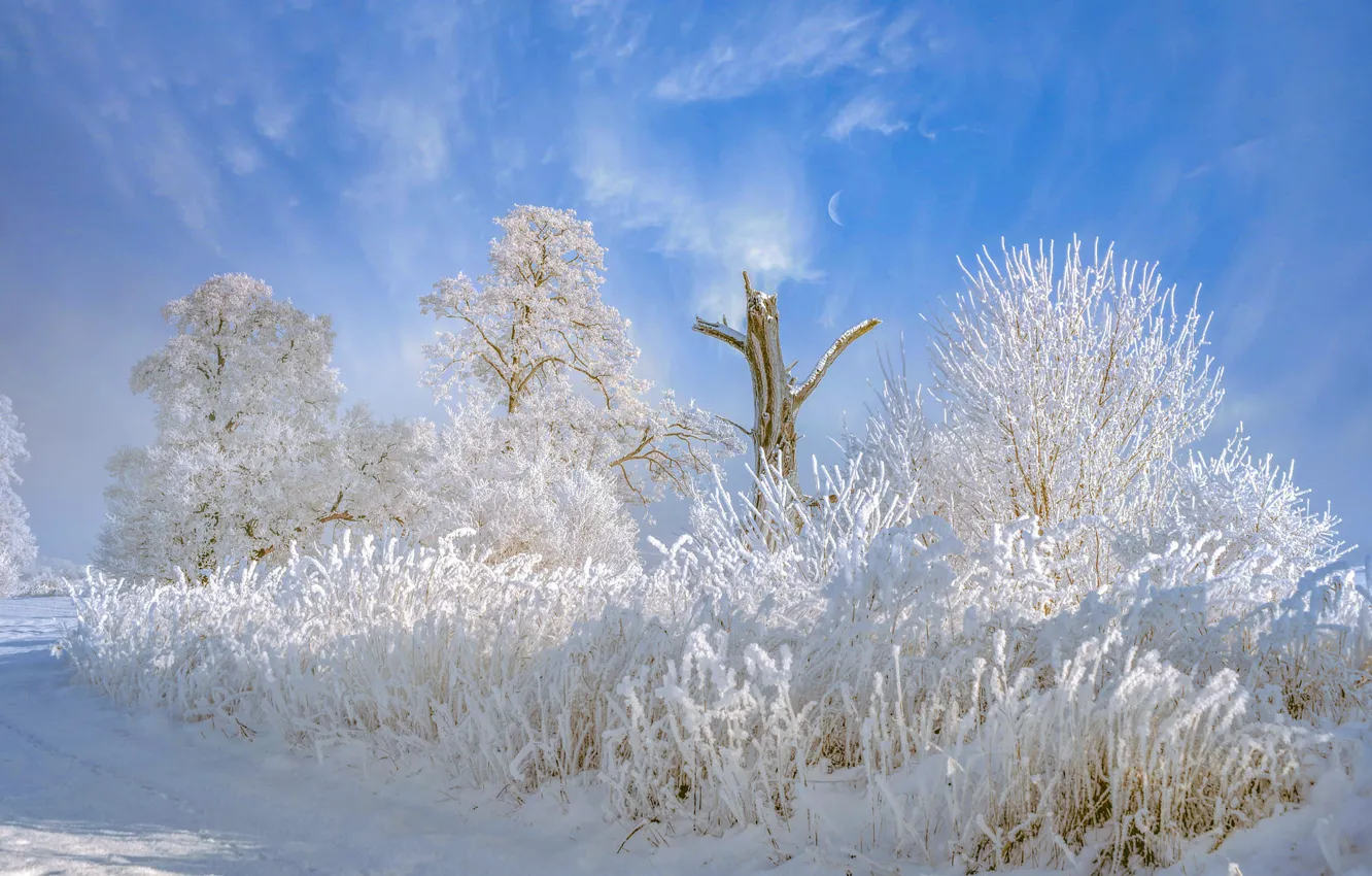 Photo wallpaper winter, frost, road, the sky, clouds, light, snow, trees