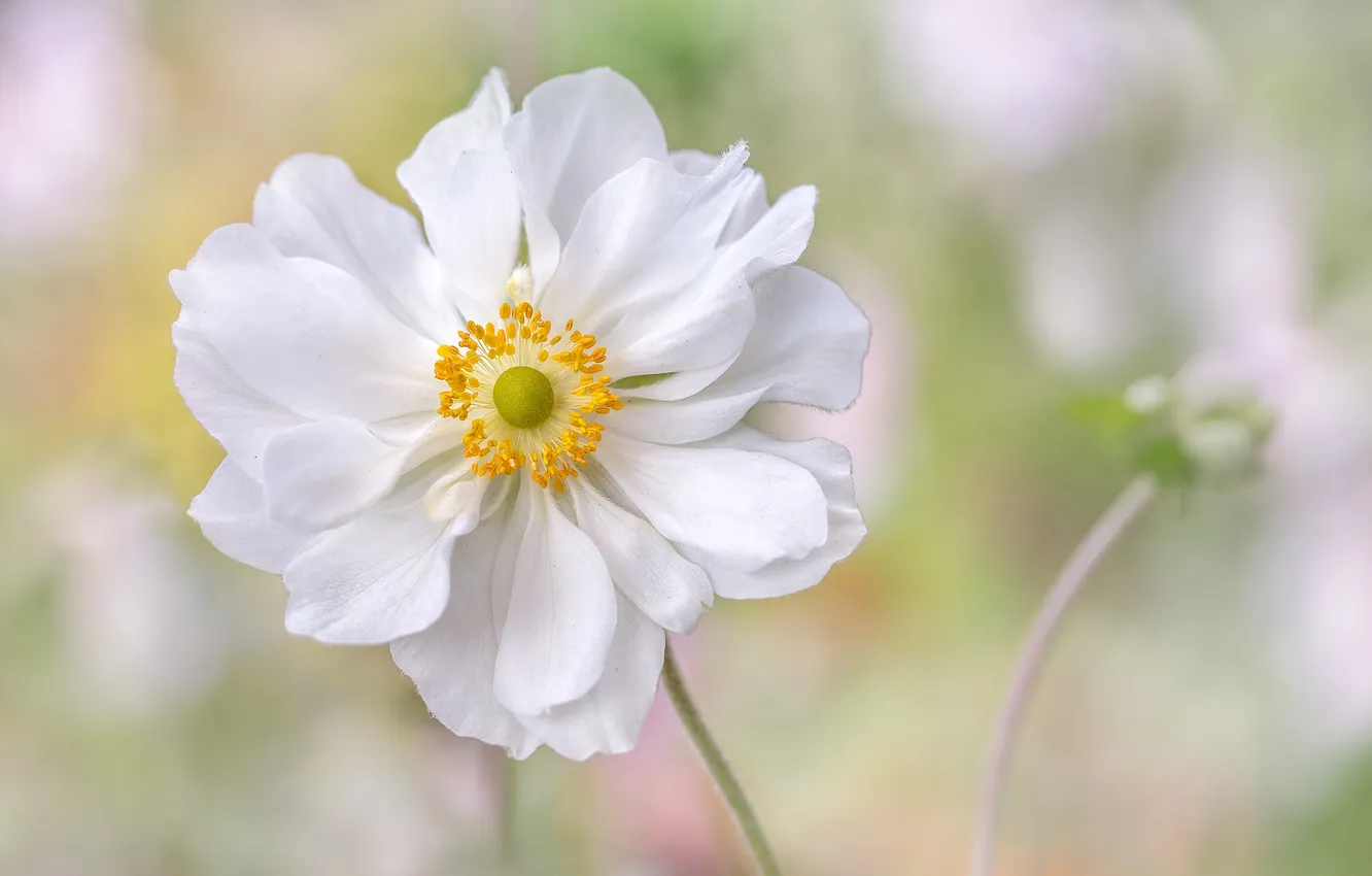Photo wallpaper macro, tenderness, anemones