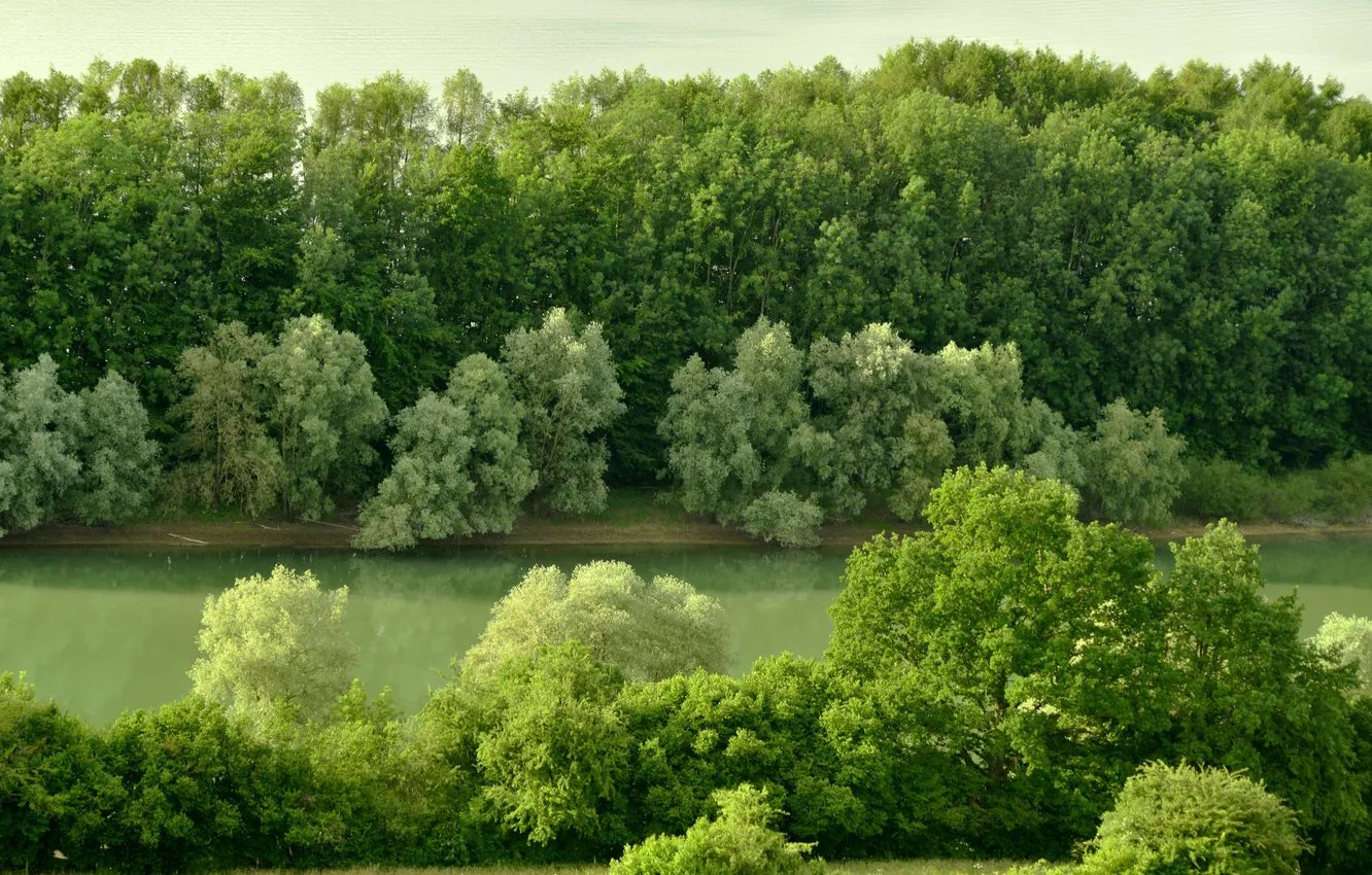 Photo wallpaper forest, trees, river