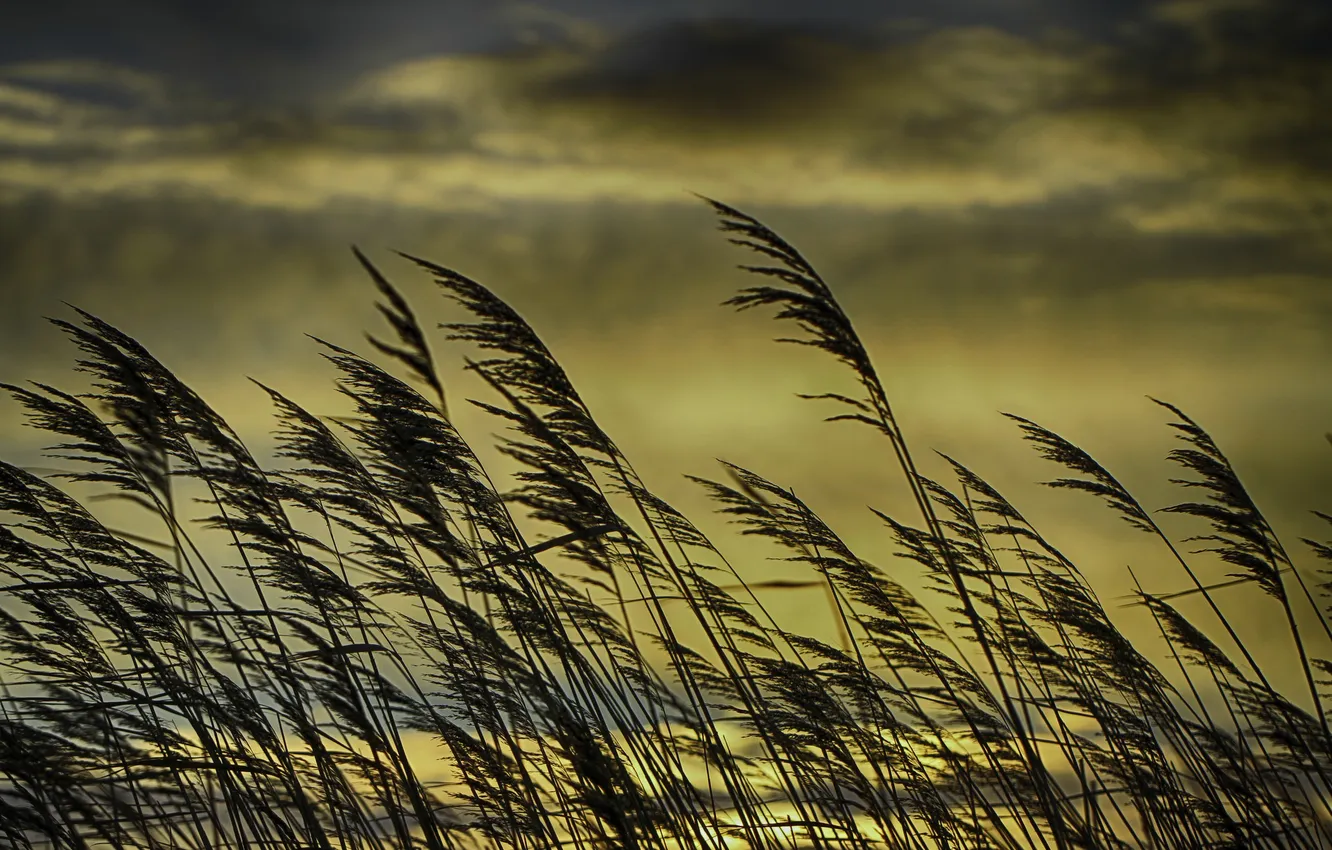 Photo wallpaper grass, the sun, clouds, stems, Bush