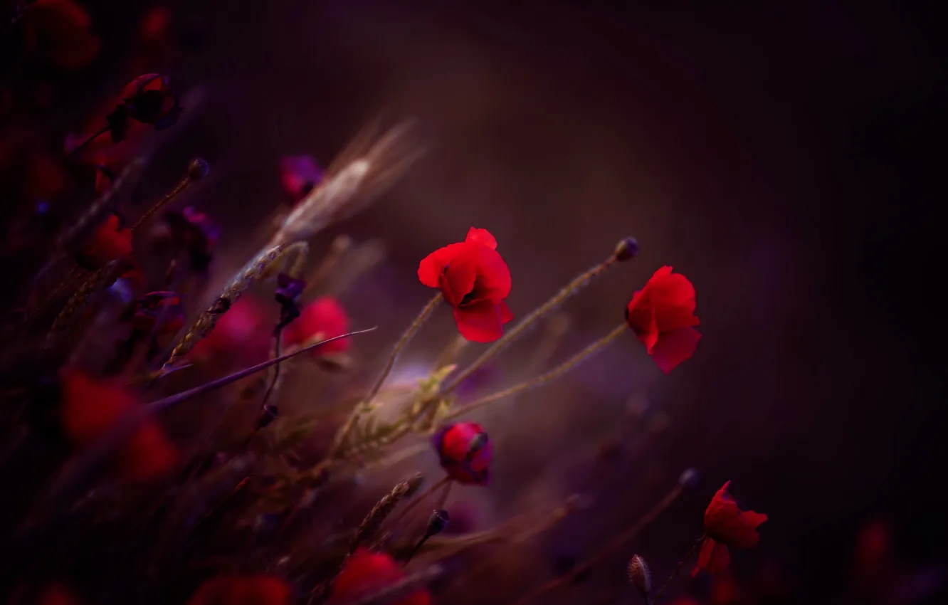 Photo wallpaper nature, background, color, Maki