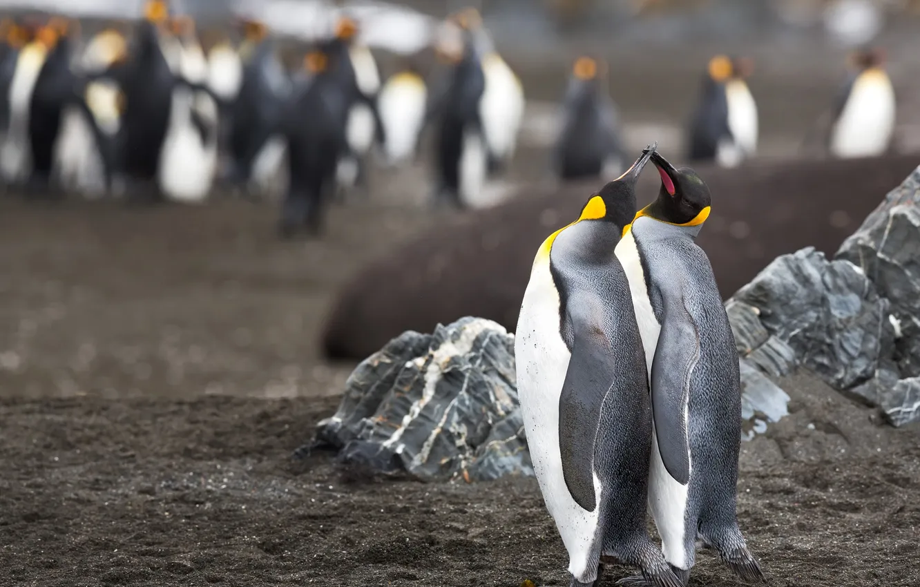 Photo wallpaper summer, stones, bird, penguins