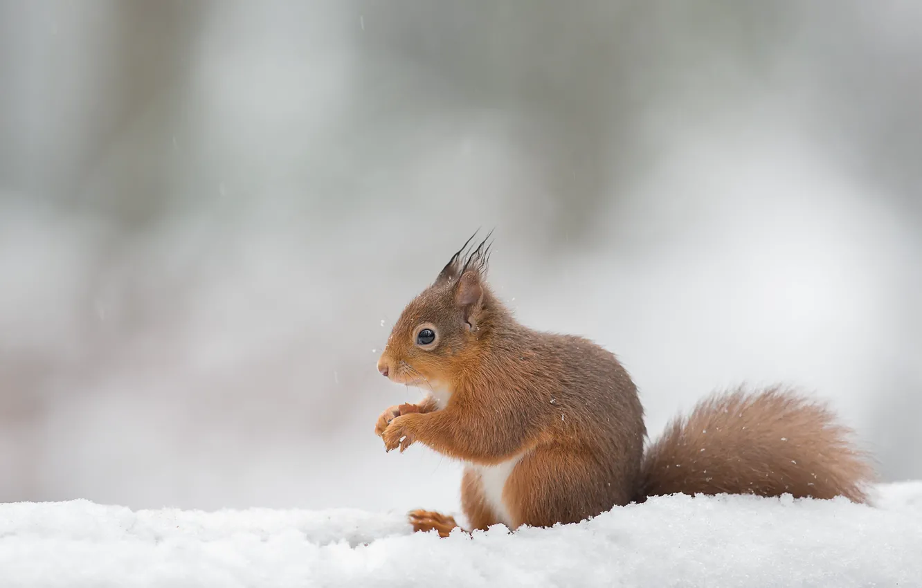 Photo wallpaper winter, look, snow, nature, pose, background, protein, the snow