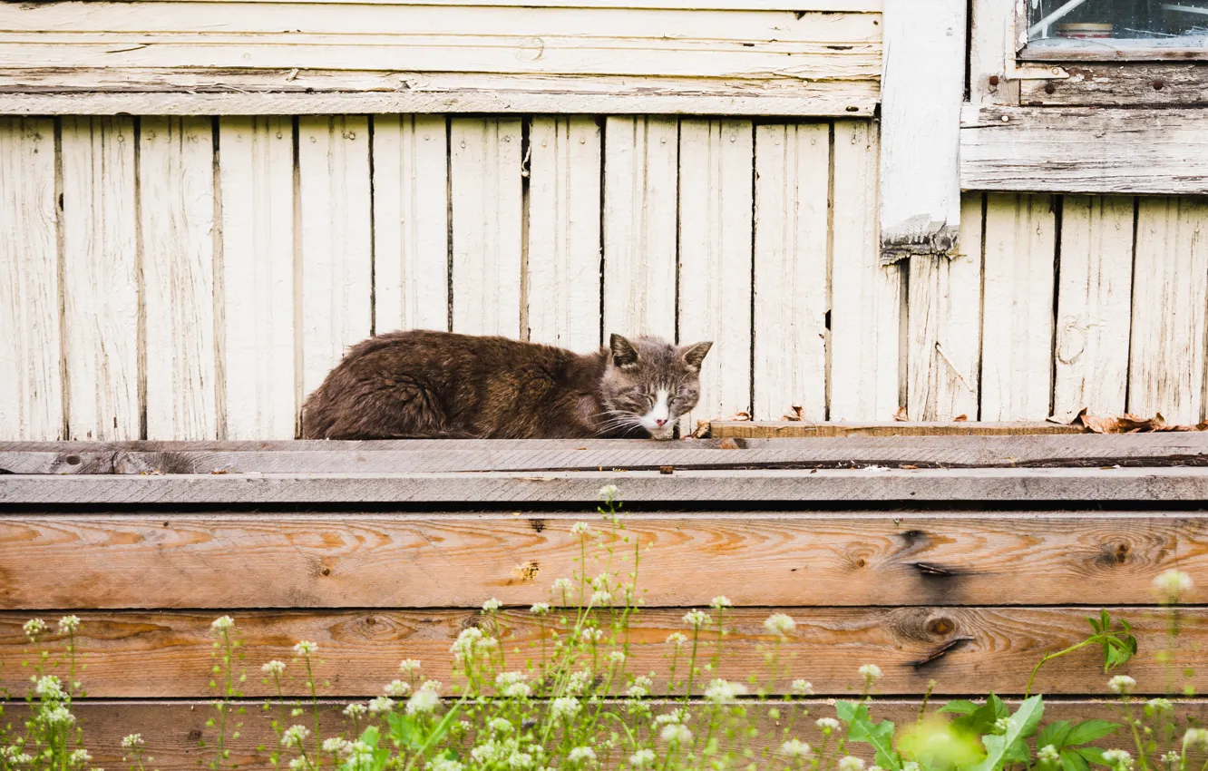 Photo wallpaper cat, summer, home, summer, cat, the bench