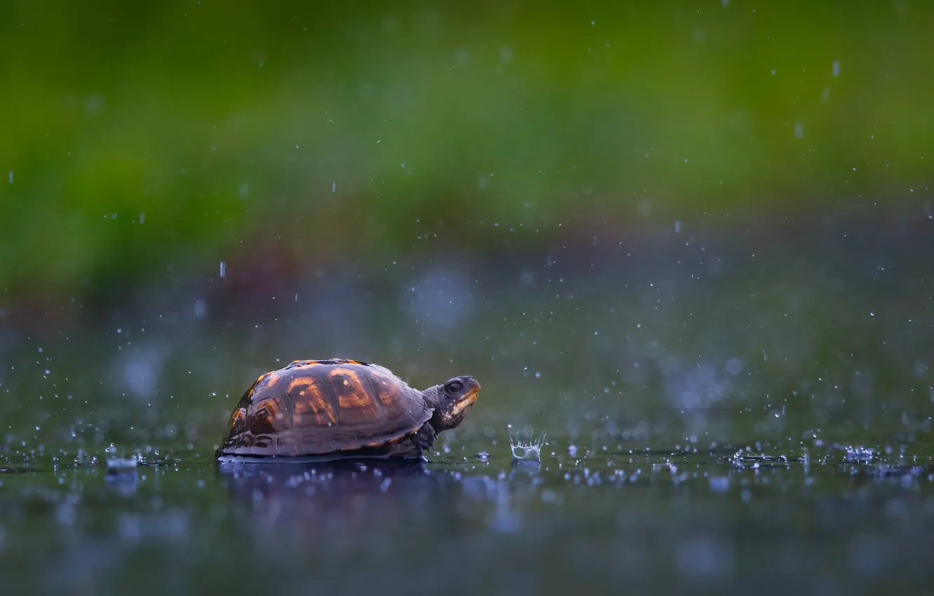 Photo wallpaper water, drops, squirt, background, rain, turtle