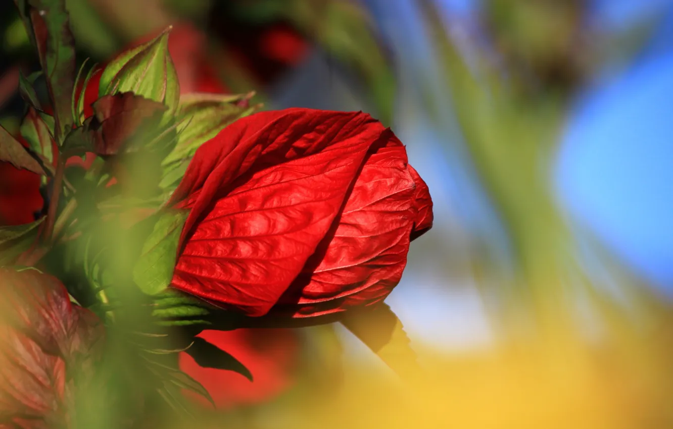Photo wallpaper macro, flowers, red, roses, petals, buds