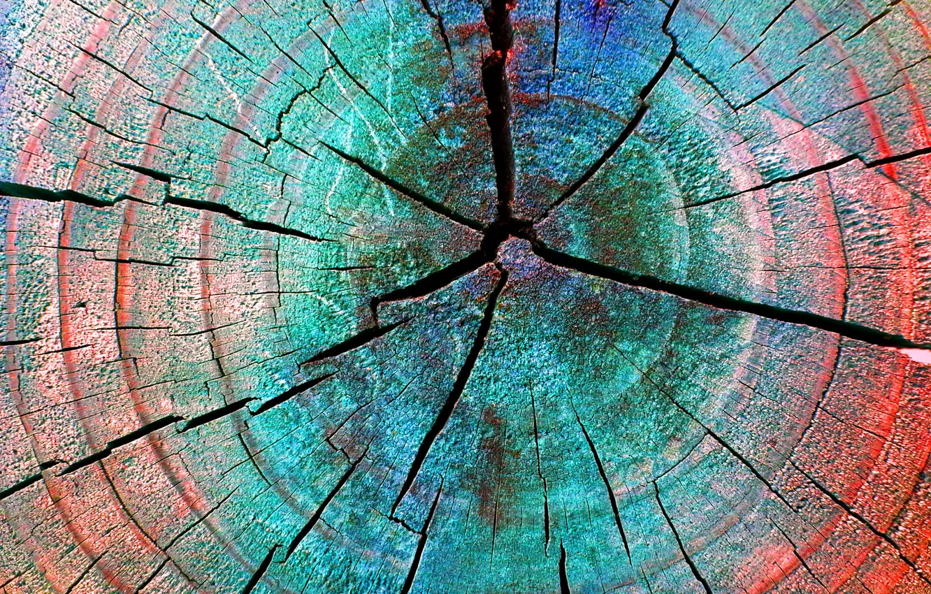 Photo wallpaper cracked, tree, color, stump, ring