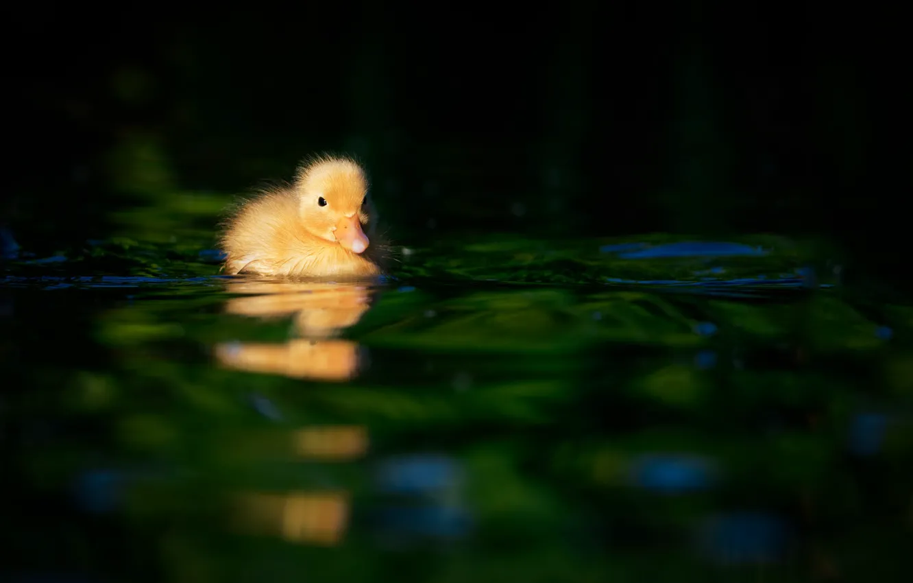 Photo wallpaper baby, duck, duck