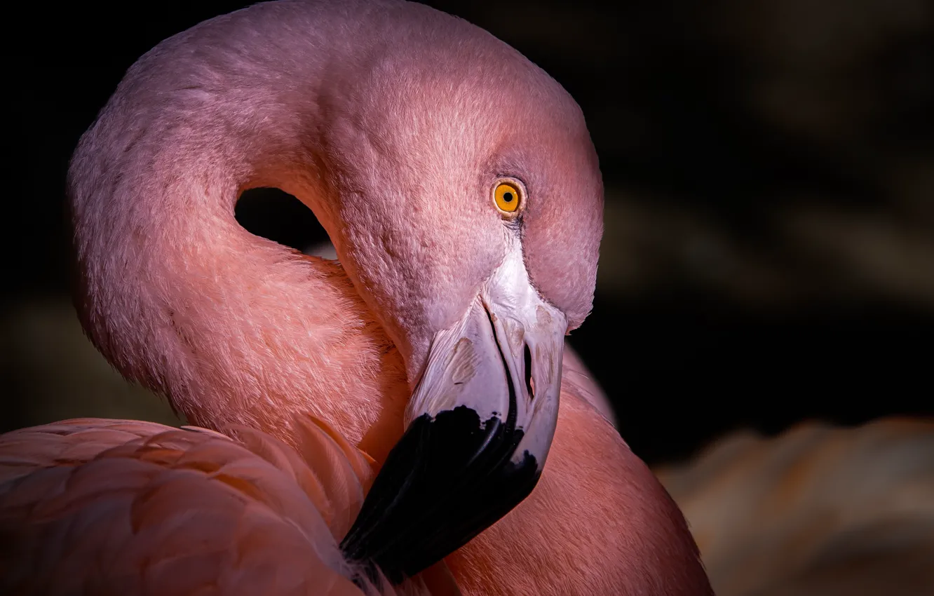 Photo wallpaper bird, pink, animal, flamingo.