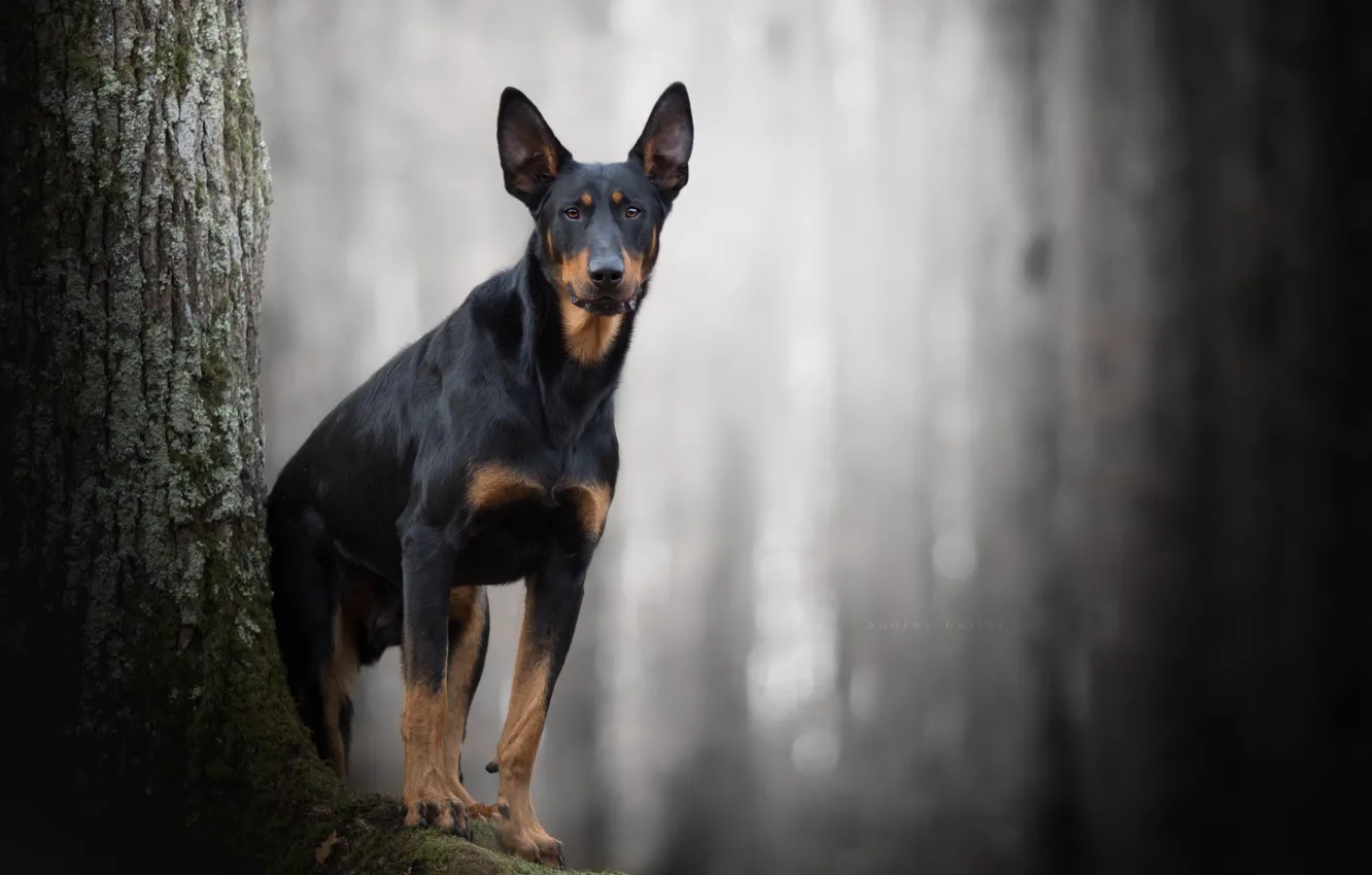 Photo wallpaper each, dog, King of the darkness