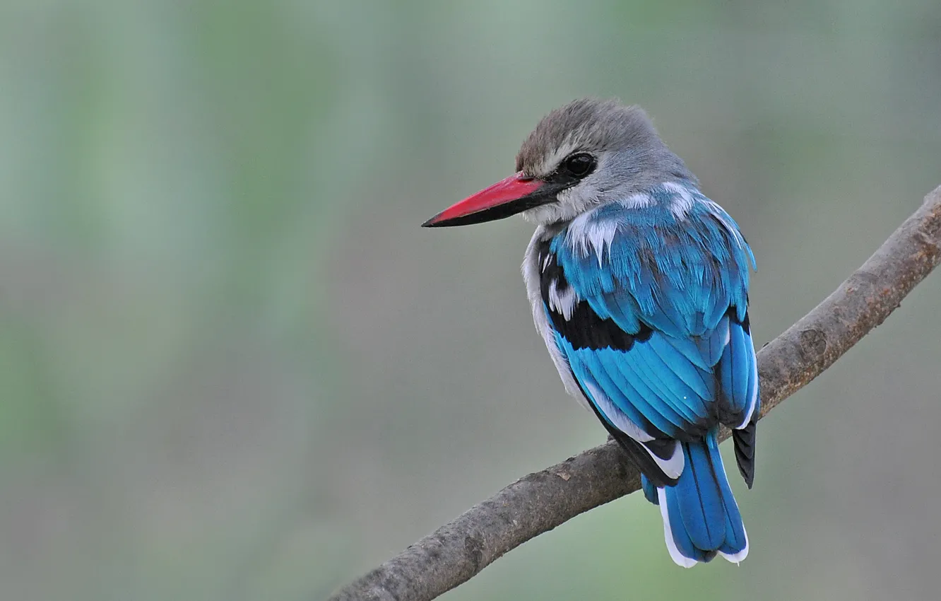 Photo wallpaper eyes, bird, branch, beak, bokeh, Kingfisher, blue Kingfisher