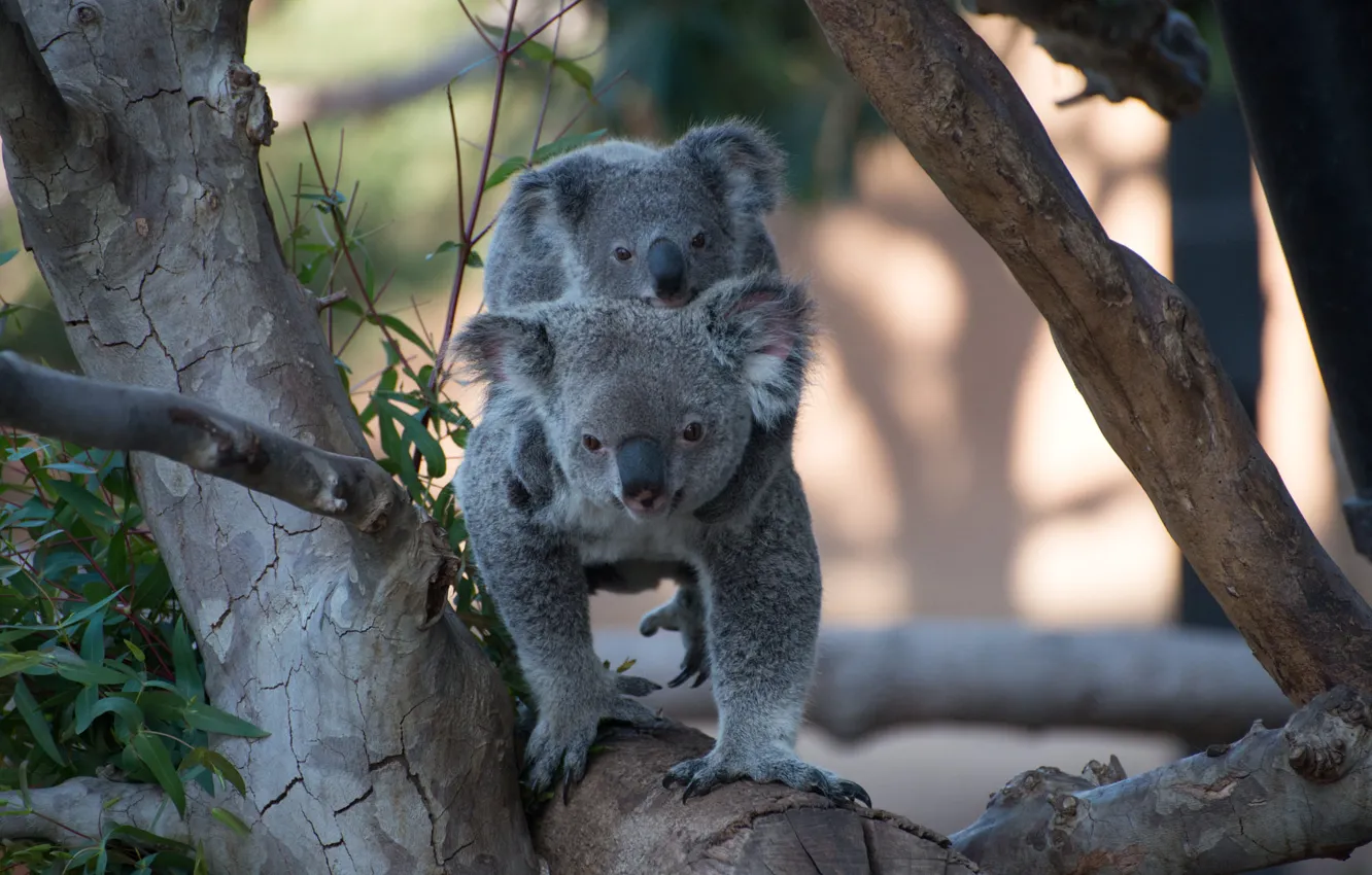 Photo wallpaper trees, branches, nature, pose, walk, log, cub, face