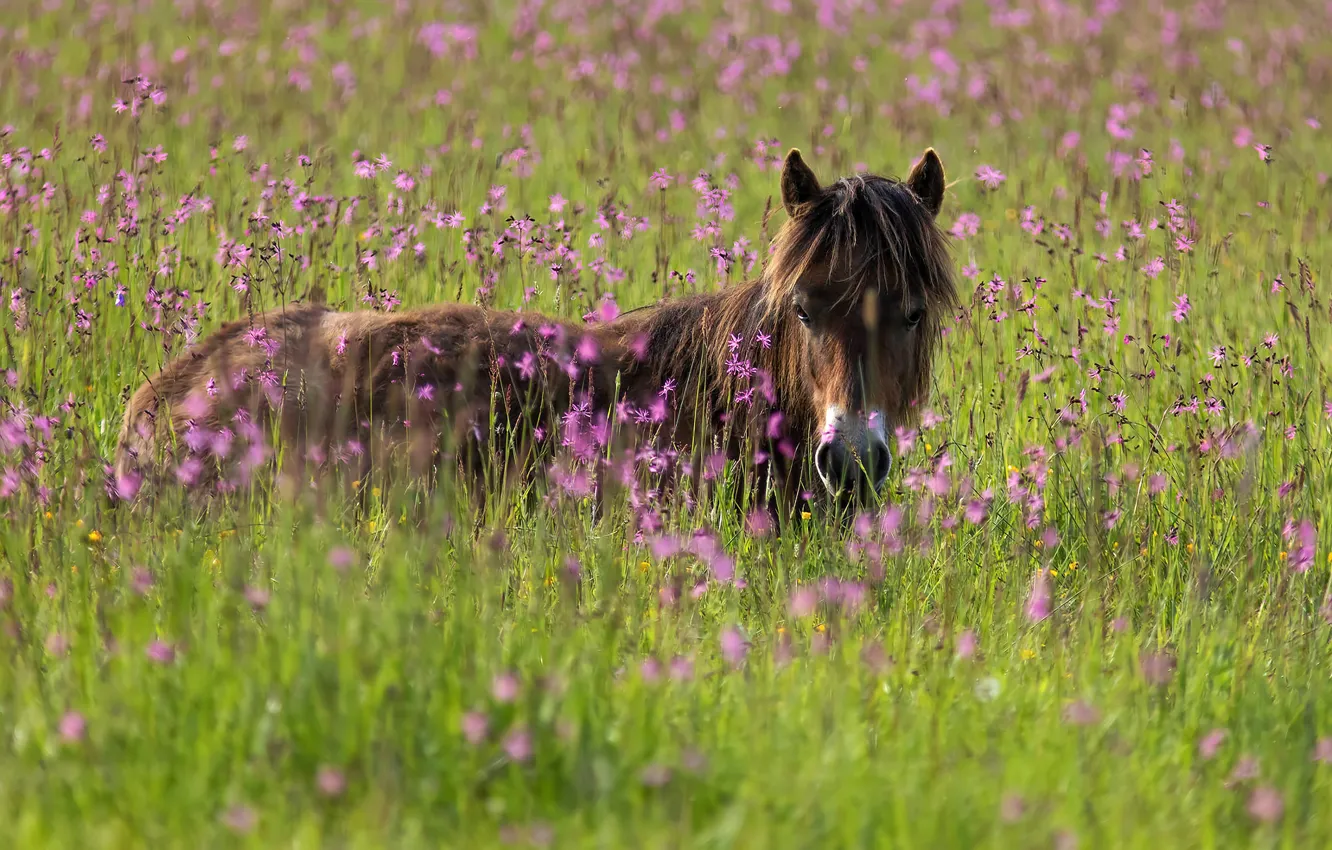 Photo wallpaper field, flowers, horse, horse, pony