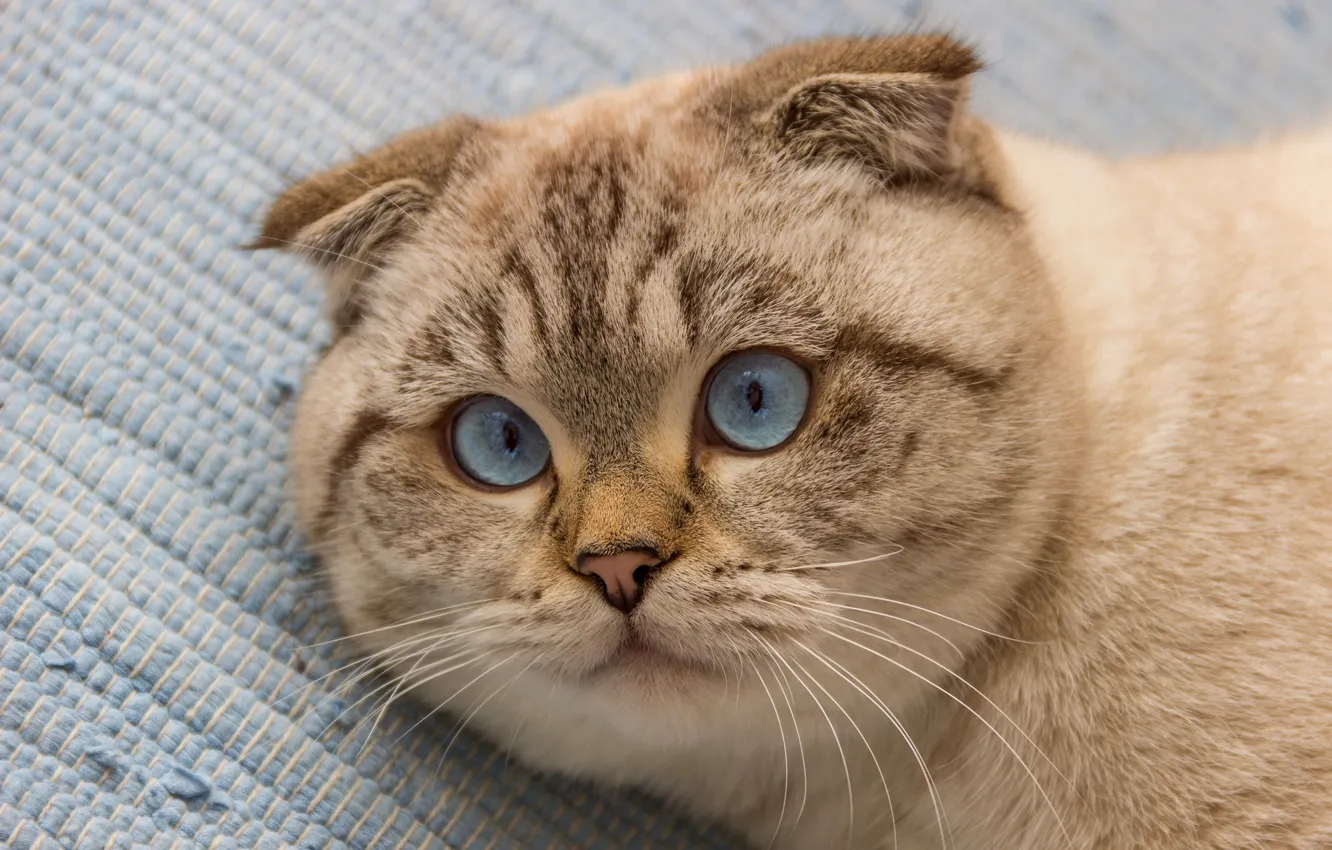 Photo wallpaper cat, cat, look, face, background, portrait, fold, lies