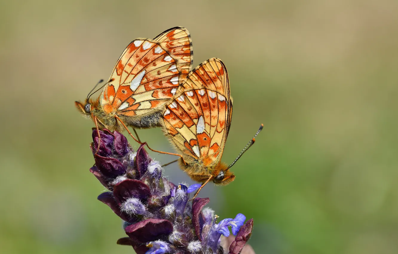 Photo wallpaper macro, flowers, background, butterfly