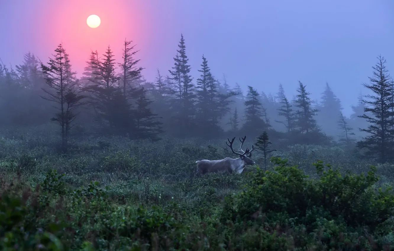 Photo wallpaper forest, nature, fog, deer, morning
