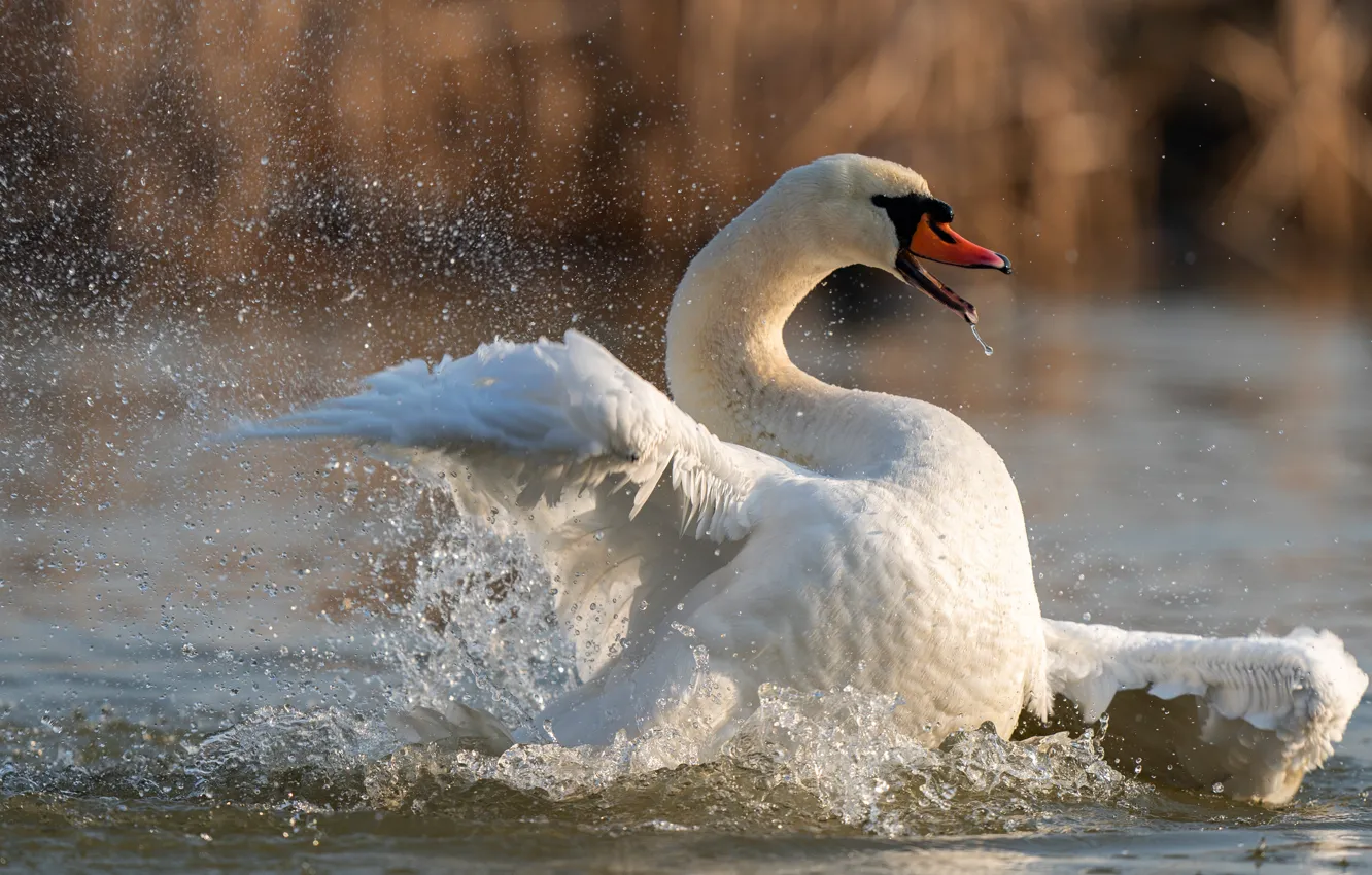 Photo wallpaper white, water, squirt, pose, bird, wings, swans, pond