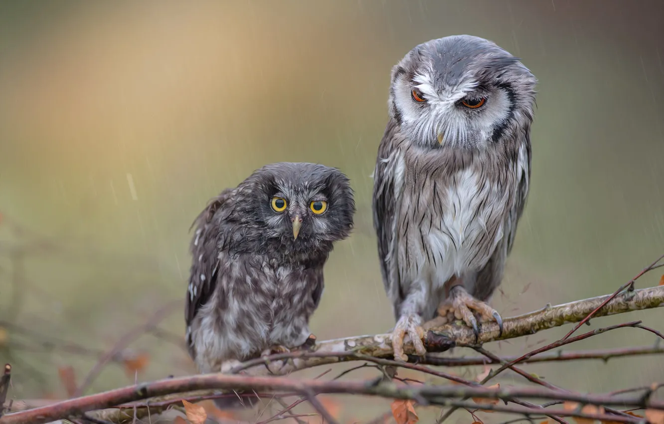 Photo wallpaper birds, rain, owl, owls, wet