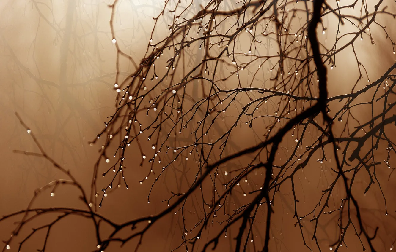 Photo wallpaper drops, branches, rain, Sepia, rain, branches, sepia, rain drops