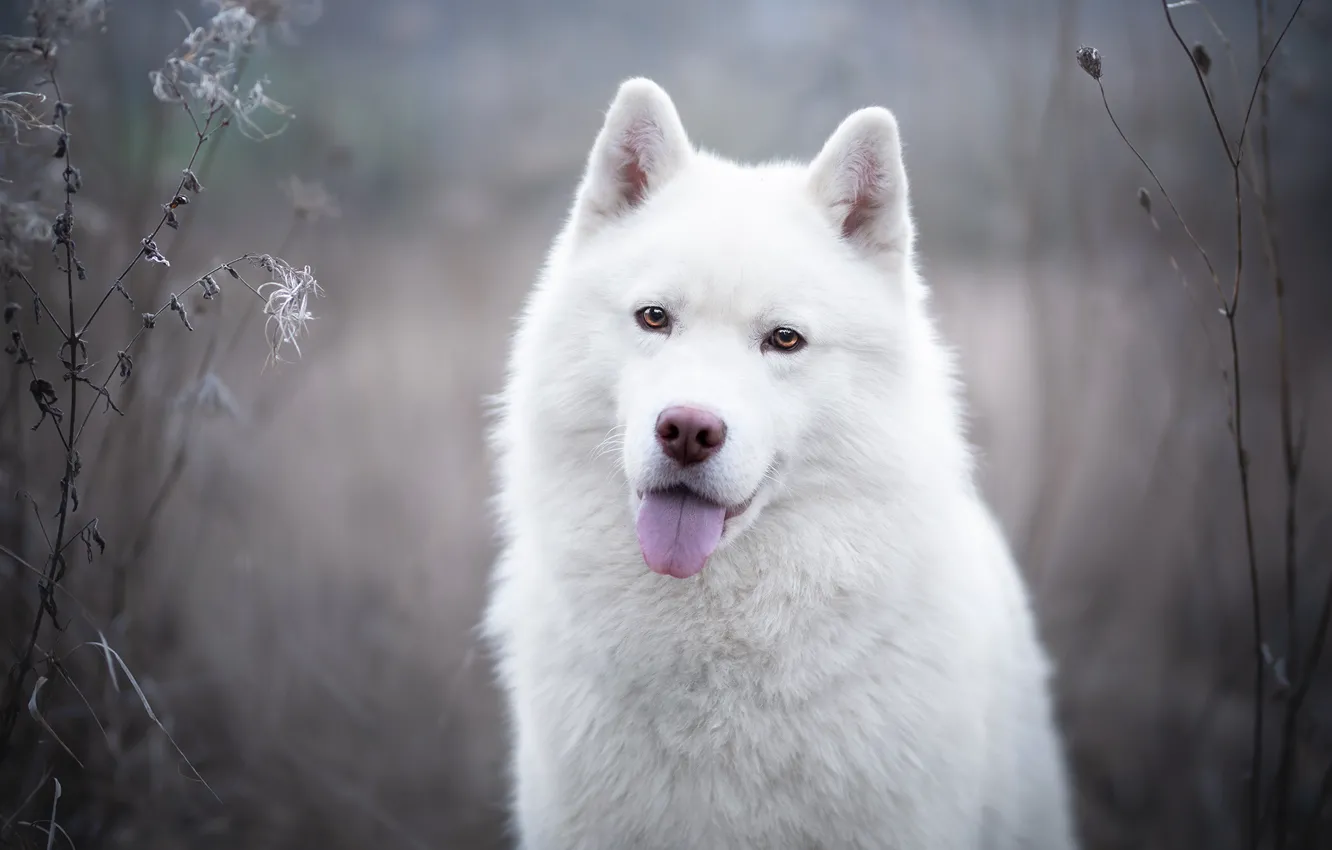 Photo wallpaper language, look, face, dog, white