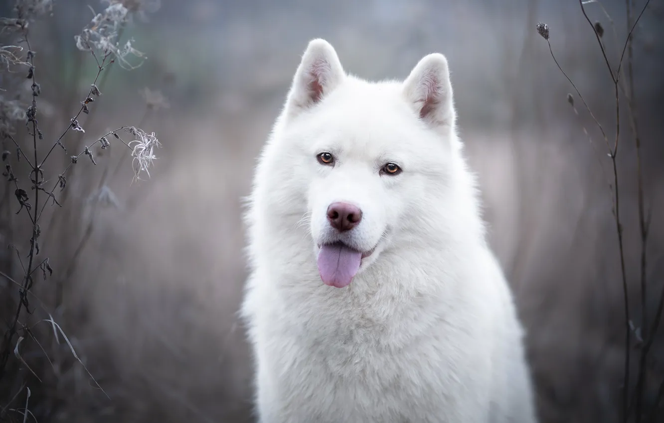 Photo wallpaper language, white, look, face, dog